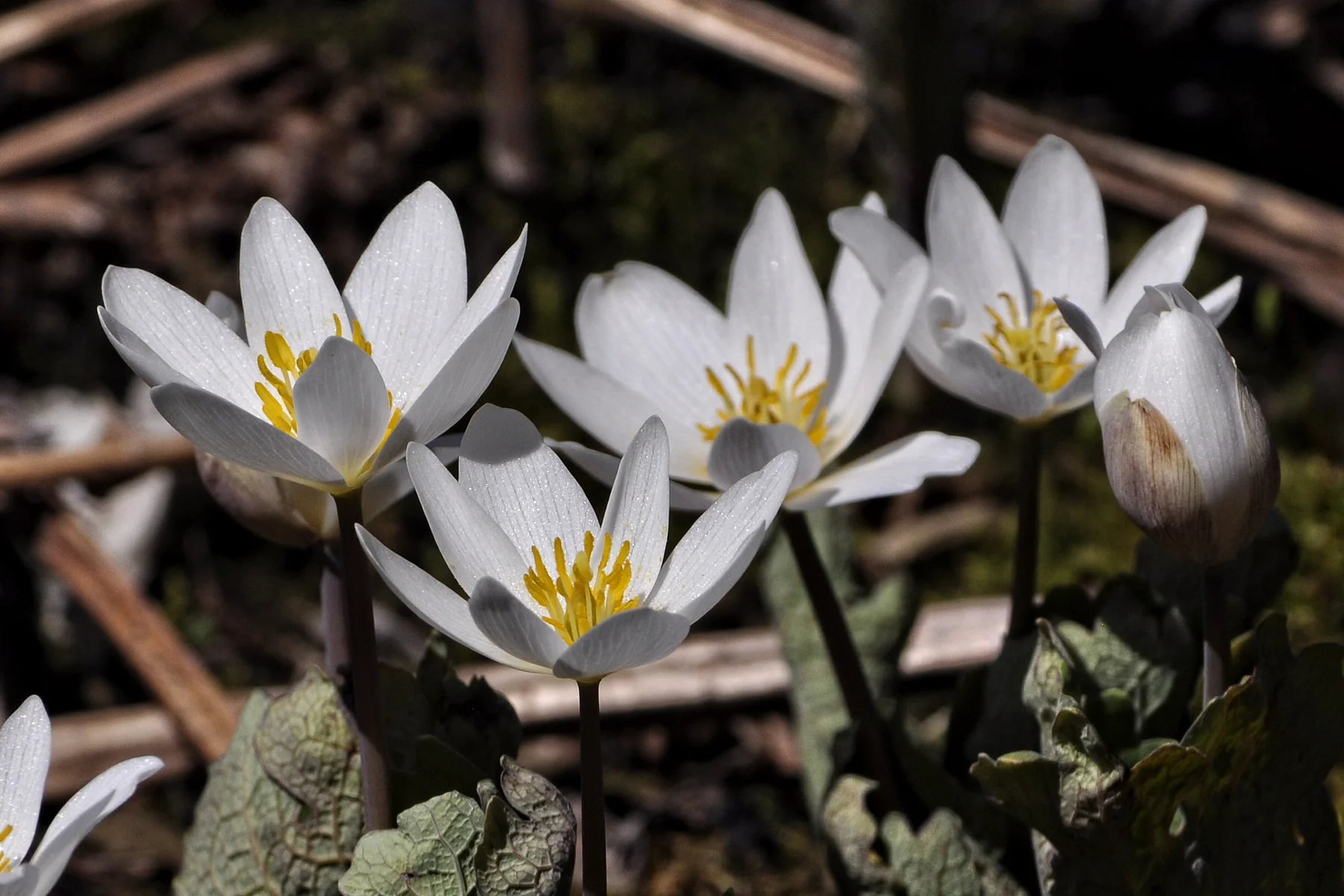_CSC1525 Blood Root  Apr 17, 2016.jpg