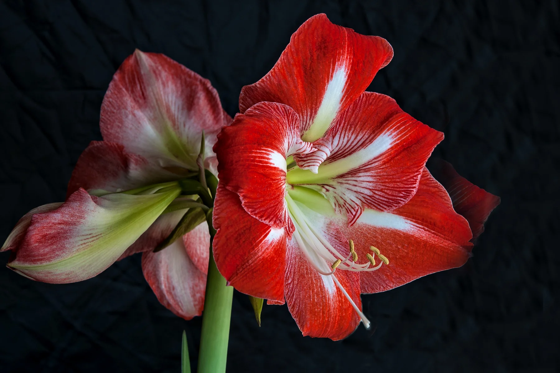 _DSC0475 Amaryilis Red Horizontal.jpg