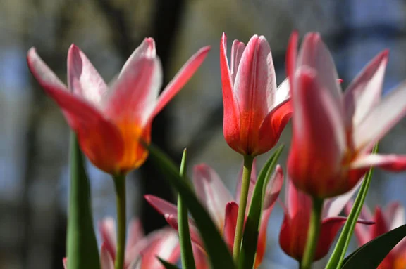 Variegated Tulips 2 April 2012.jpg