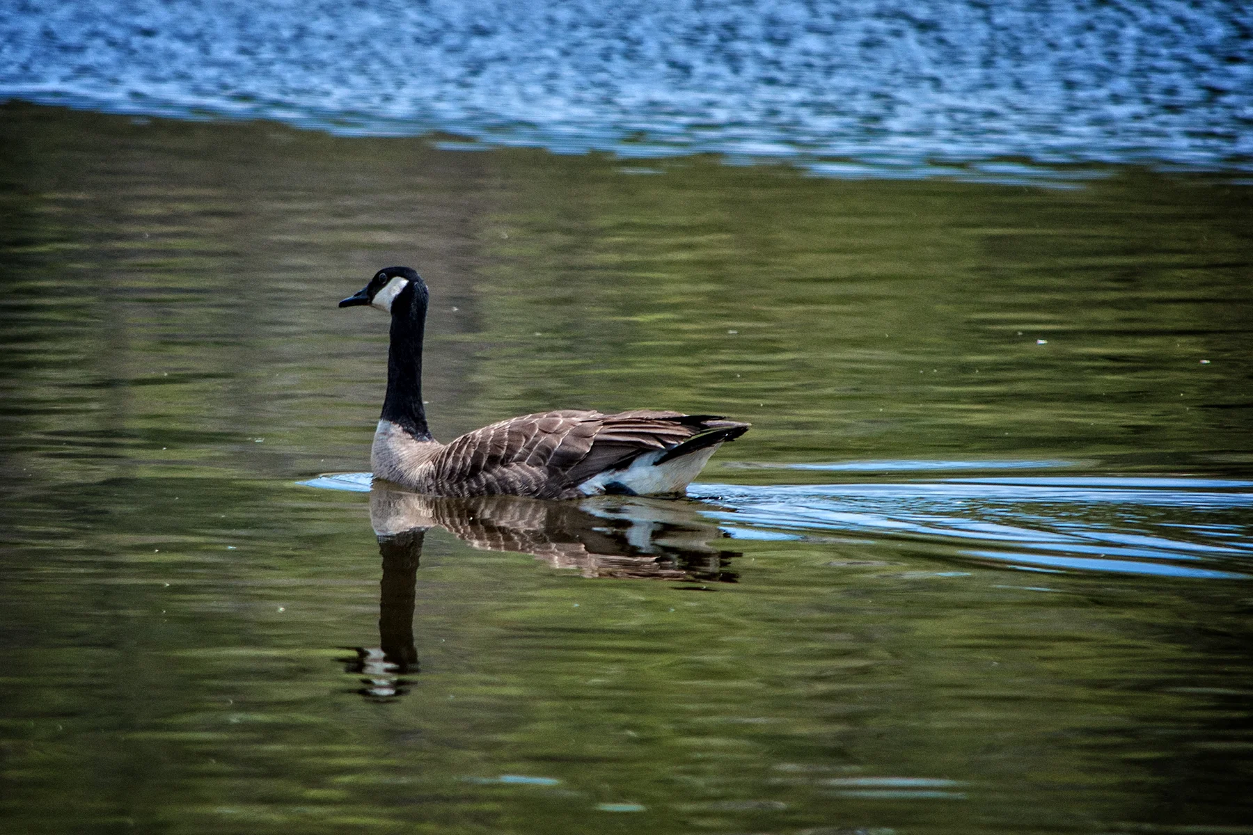_DSC1510 copy Canada Goose Grand River.jpg