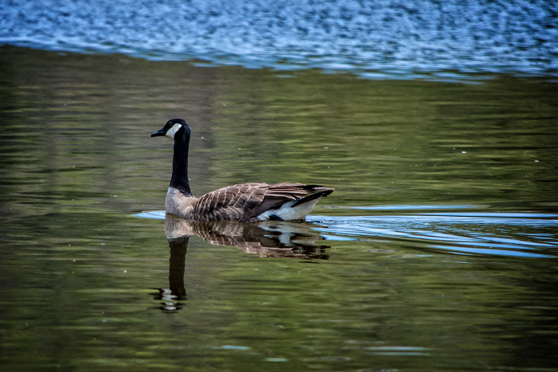 _DSC1510 copy Canada Goose Grand River.jpg