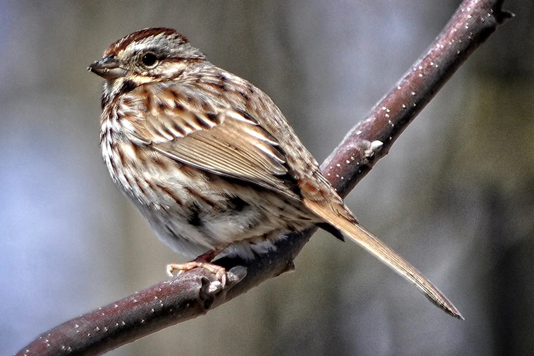 _DSC1359 Song Sparrow on the Grand.jpg