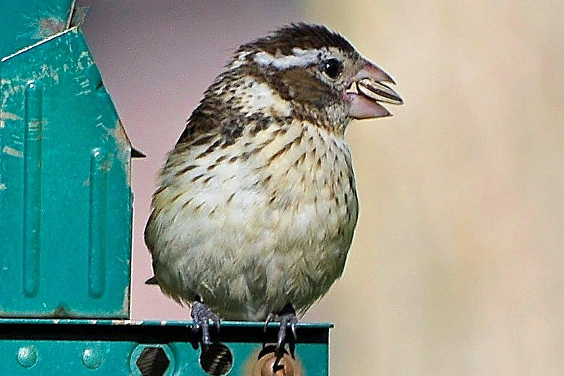 Rose Breasted Grosbeak female.