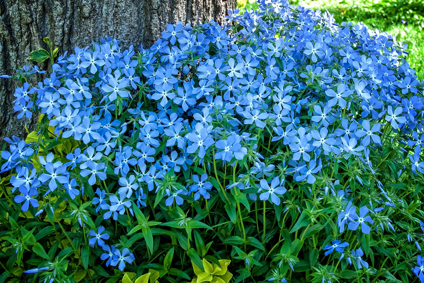 _DSC1668 copy  Blue Spring Flowers.jpg