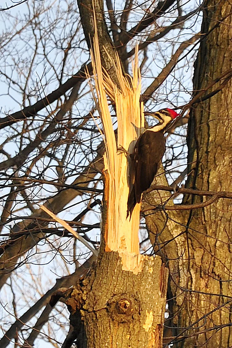 Pileated Woodpecker 1.jpg