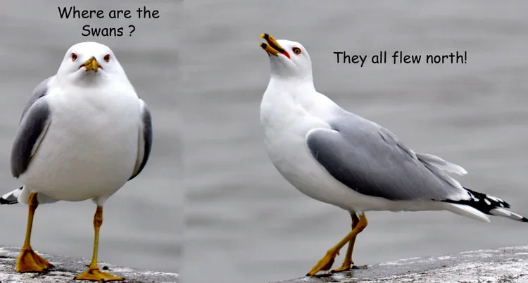 Gulls discuss Swans-1.jpg