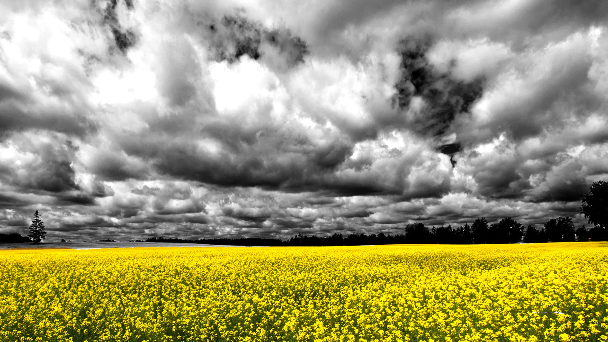 Mustard Field Metallic BW.jpg
