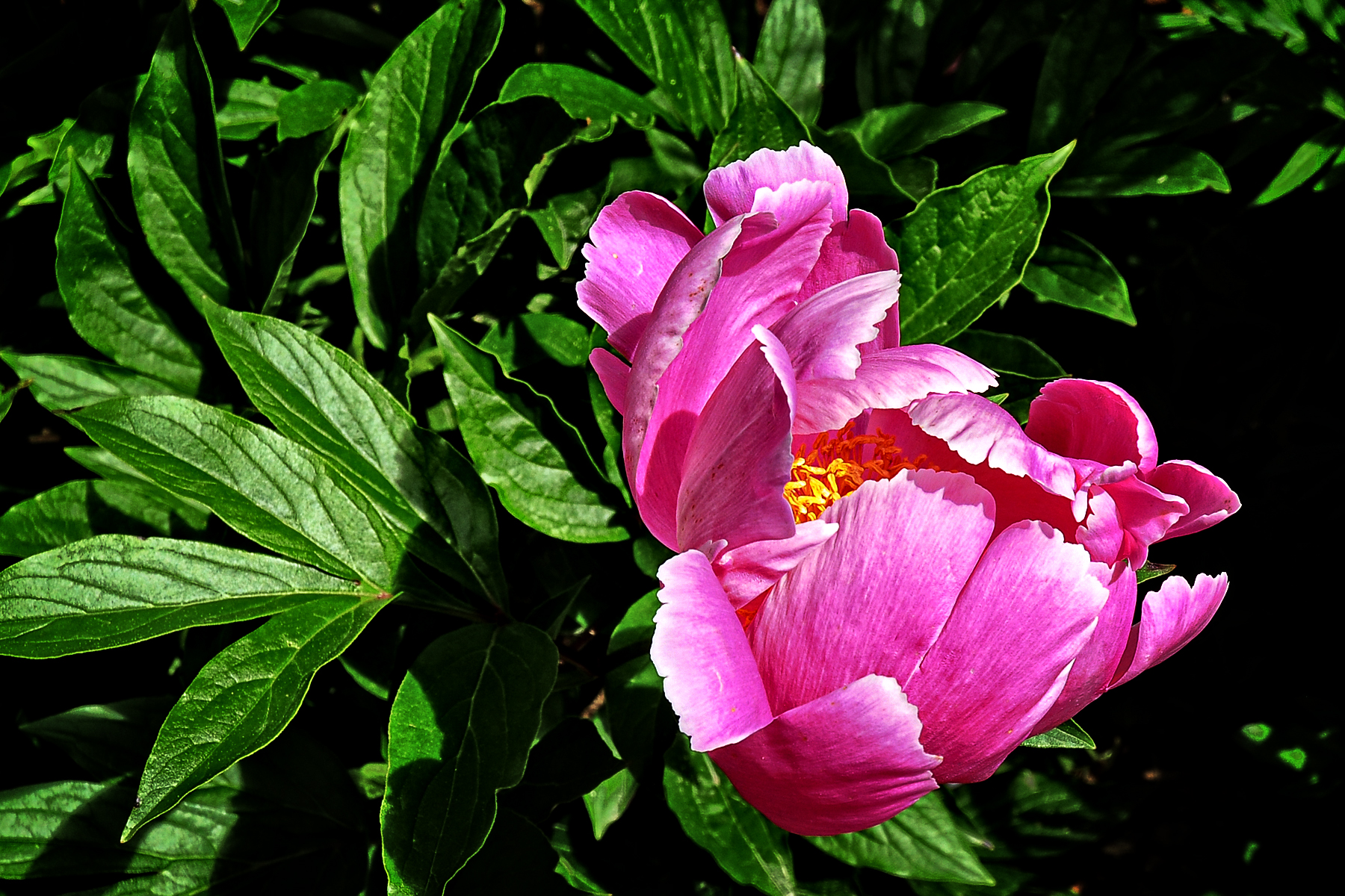 _DSC1979  Peony.jpg