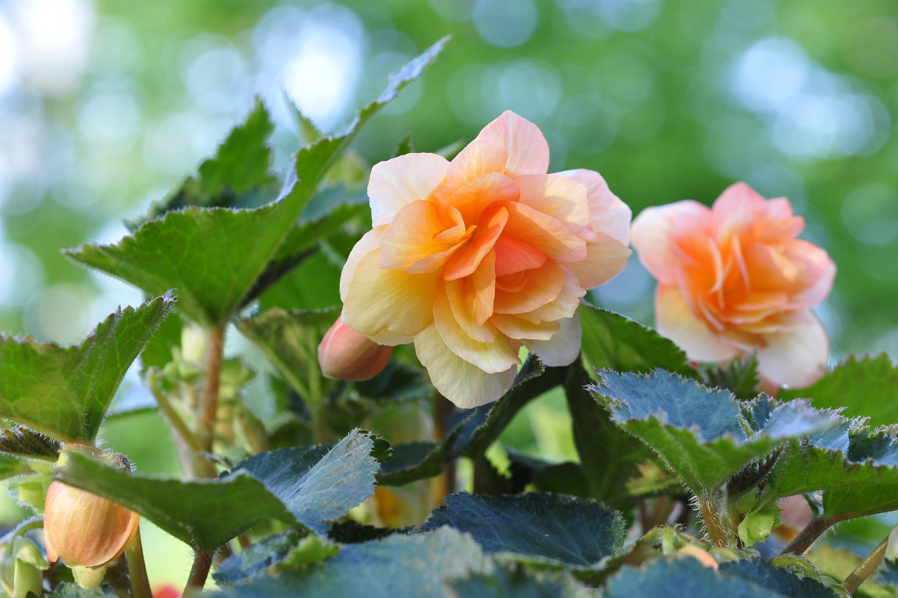 _DSC1860 Begonia.jpg