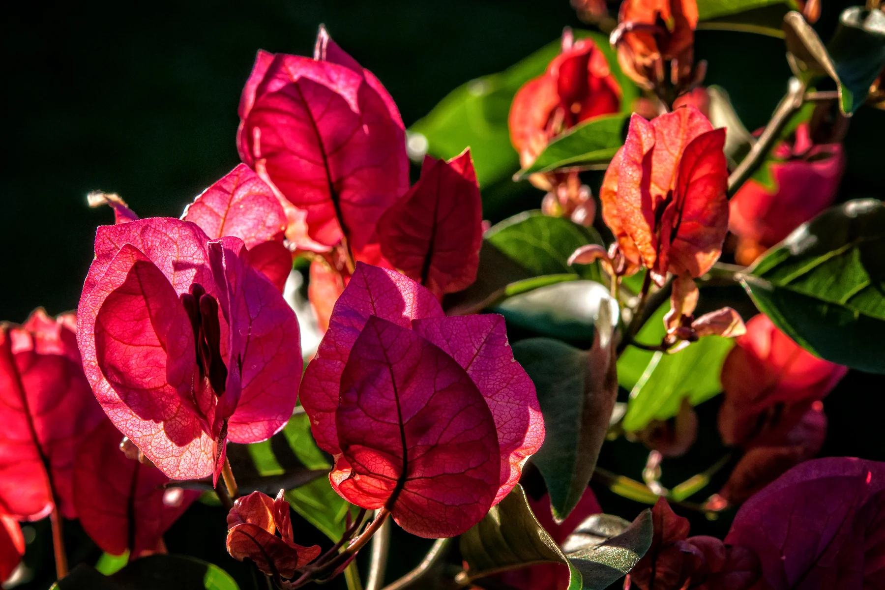 _DSC1852 Bougainvilea HDR.jpg