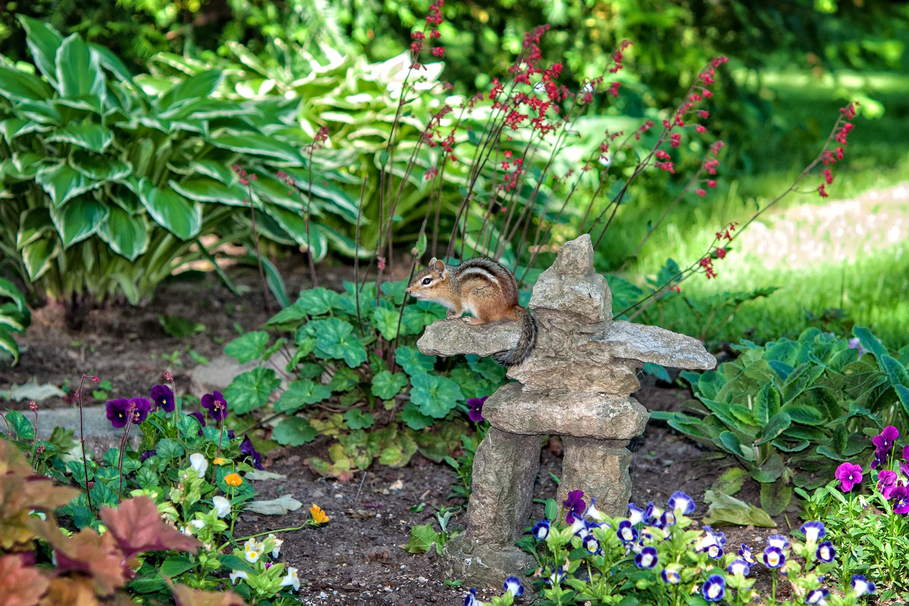 Chipmunk enjoying the morning sunshine..jpg