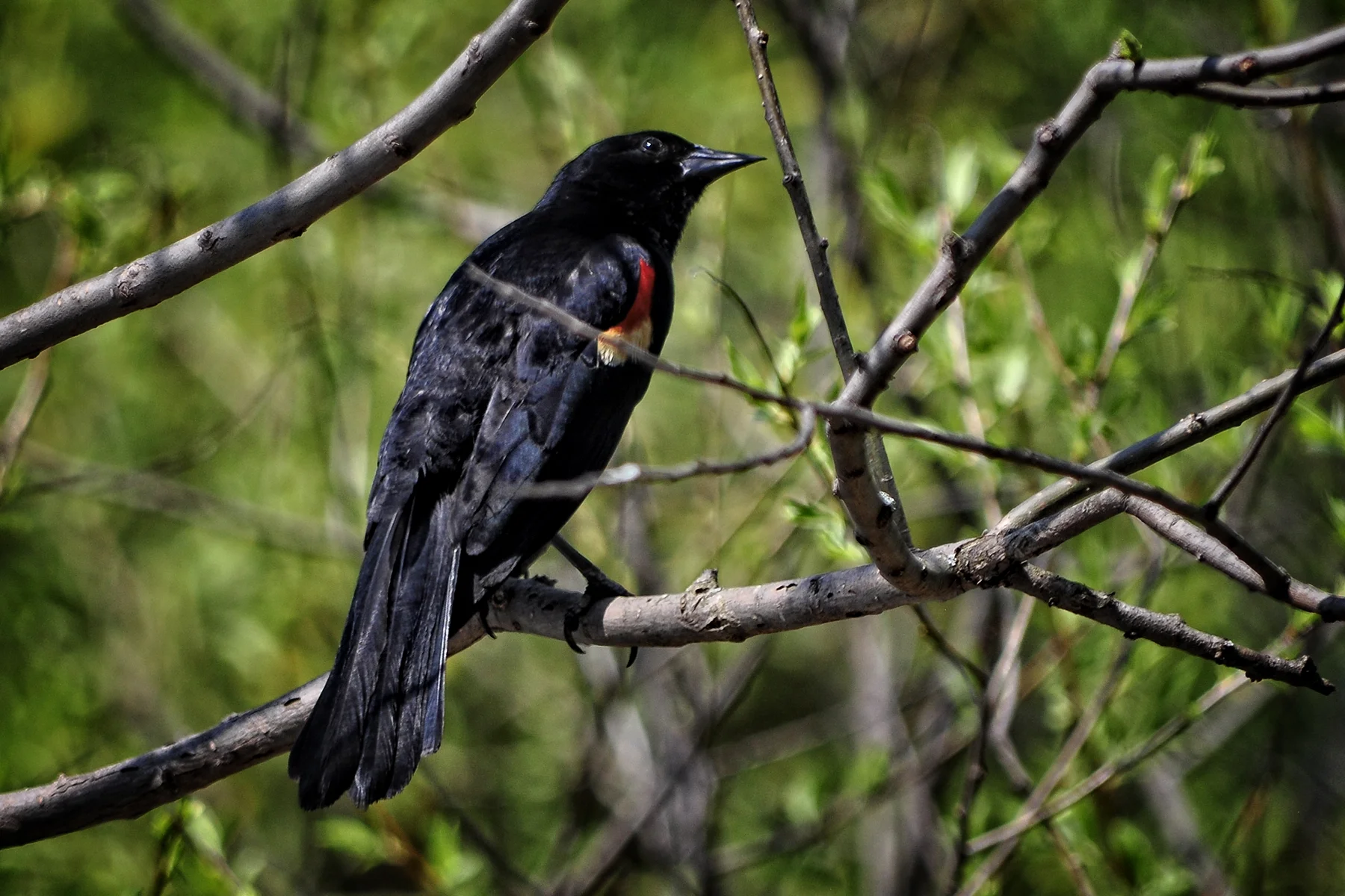 _DSC1719 Red Wing Blackbird listening.jpg