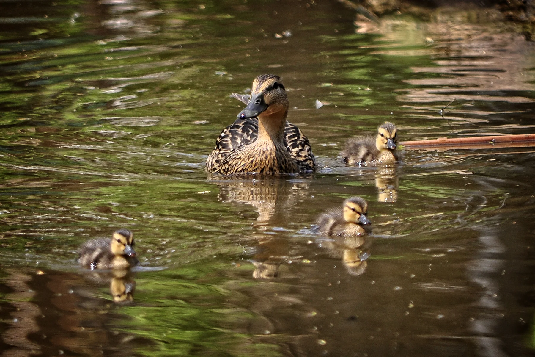 _DSC1737 Mallard Family.jpg