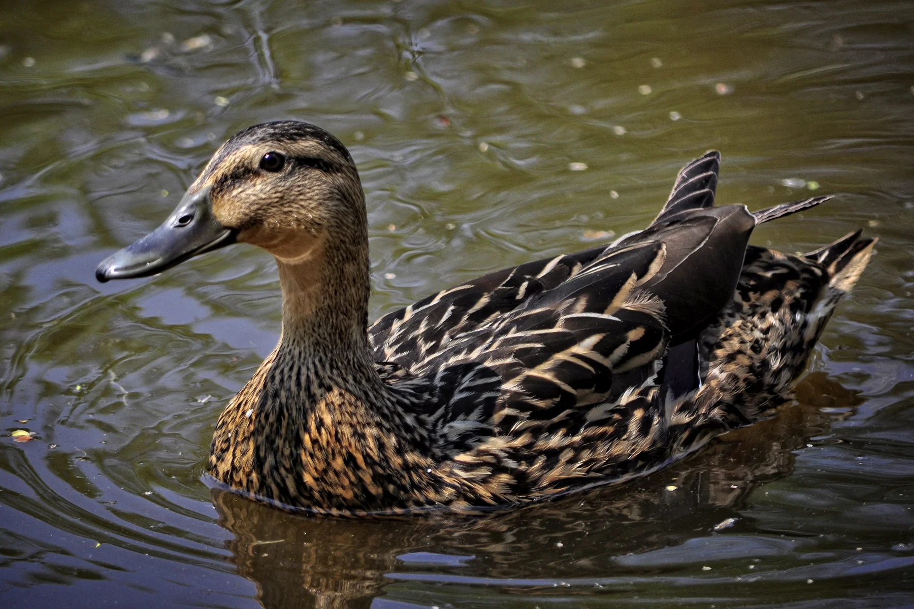 _DSC1748 Female Mallard.jpg
