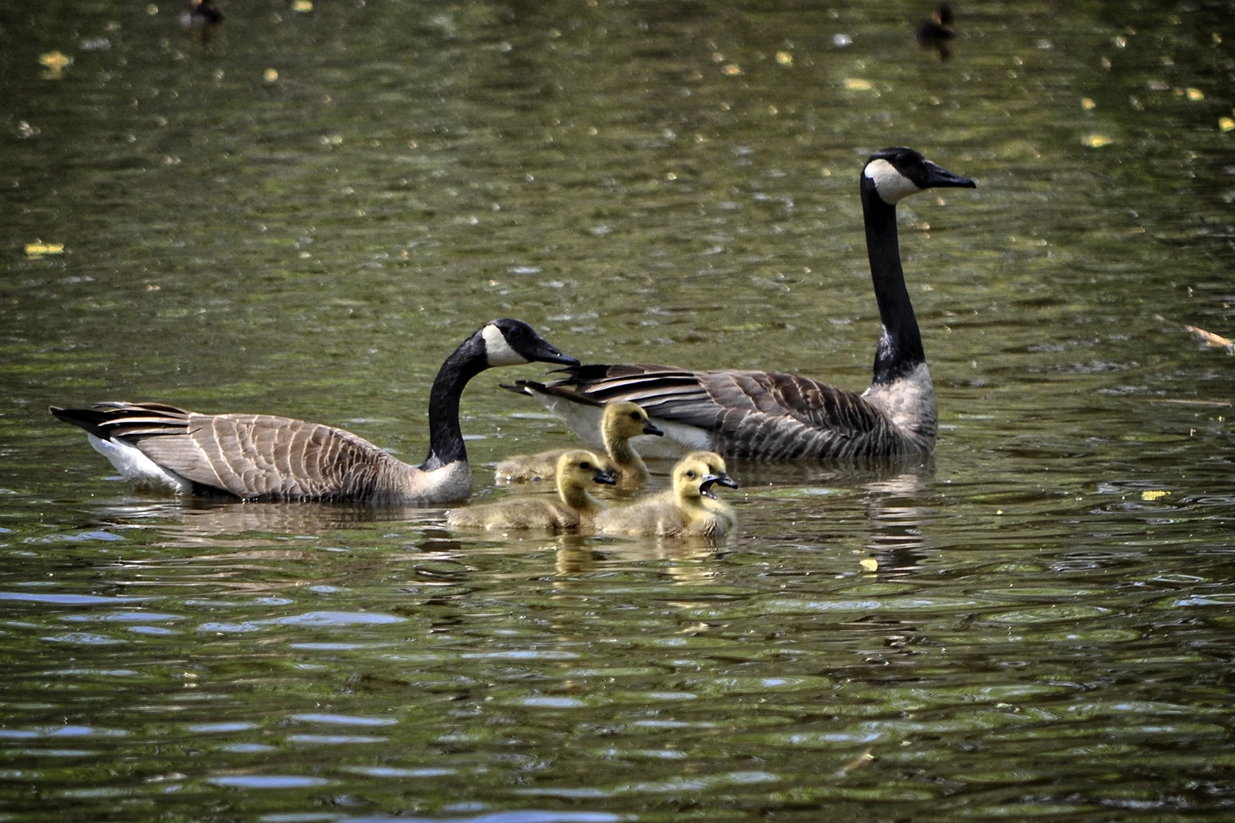 _DSC1785 Geese Family one.jpg