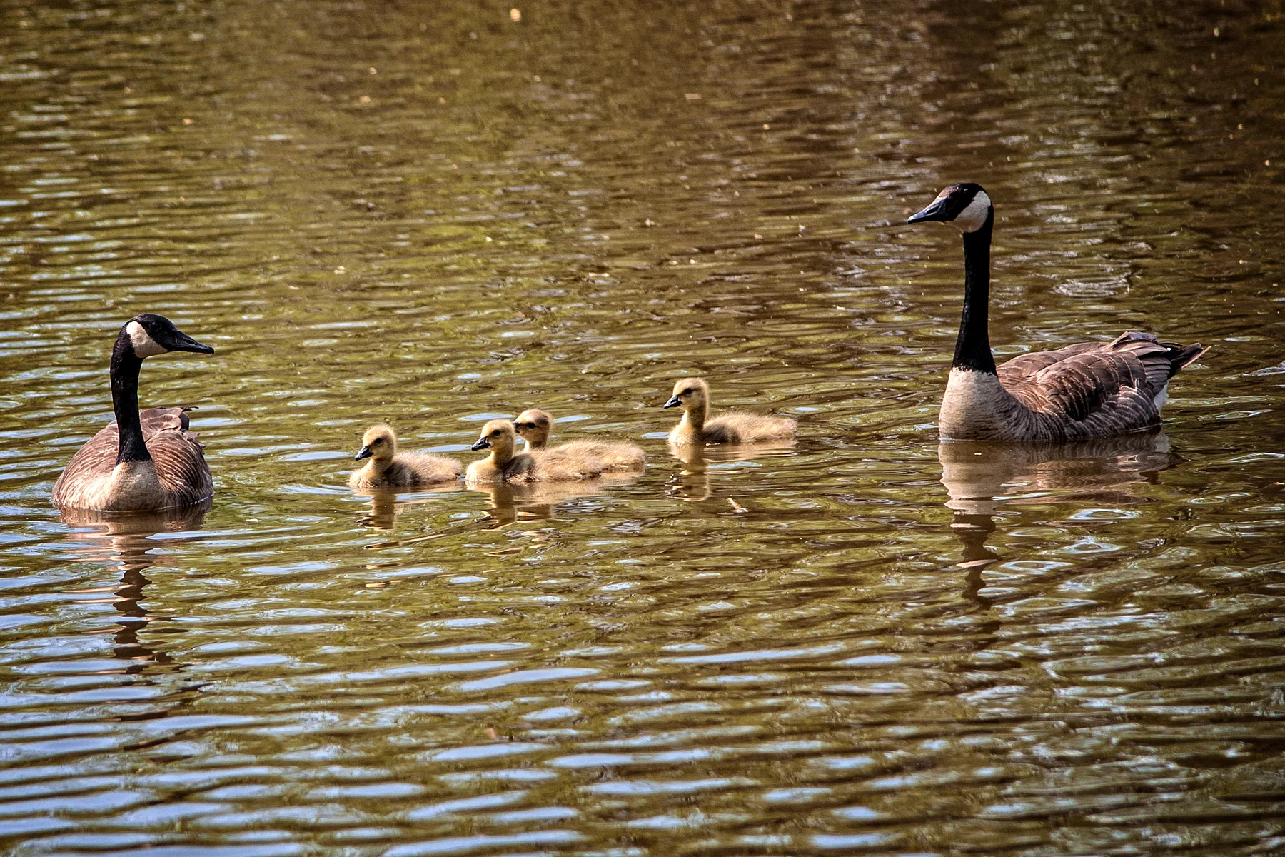 _DSC1804 Canada Geese Family 2.jpg