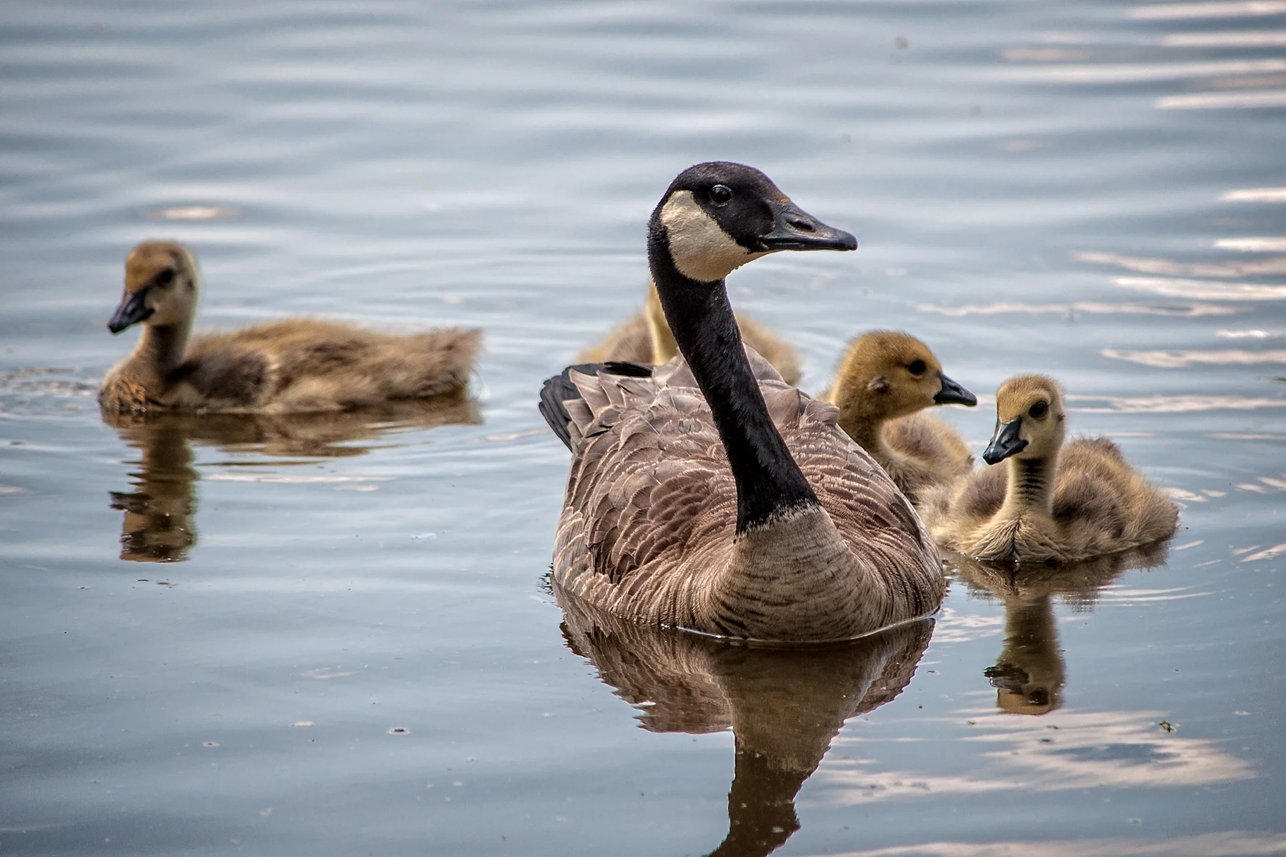 _DSC1809 Canada Goose with Goslings.jpg