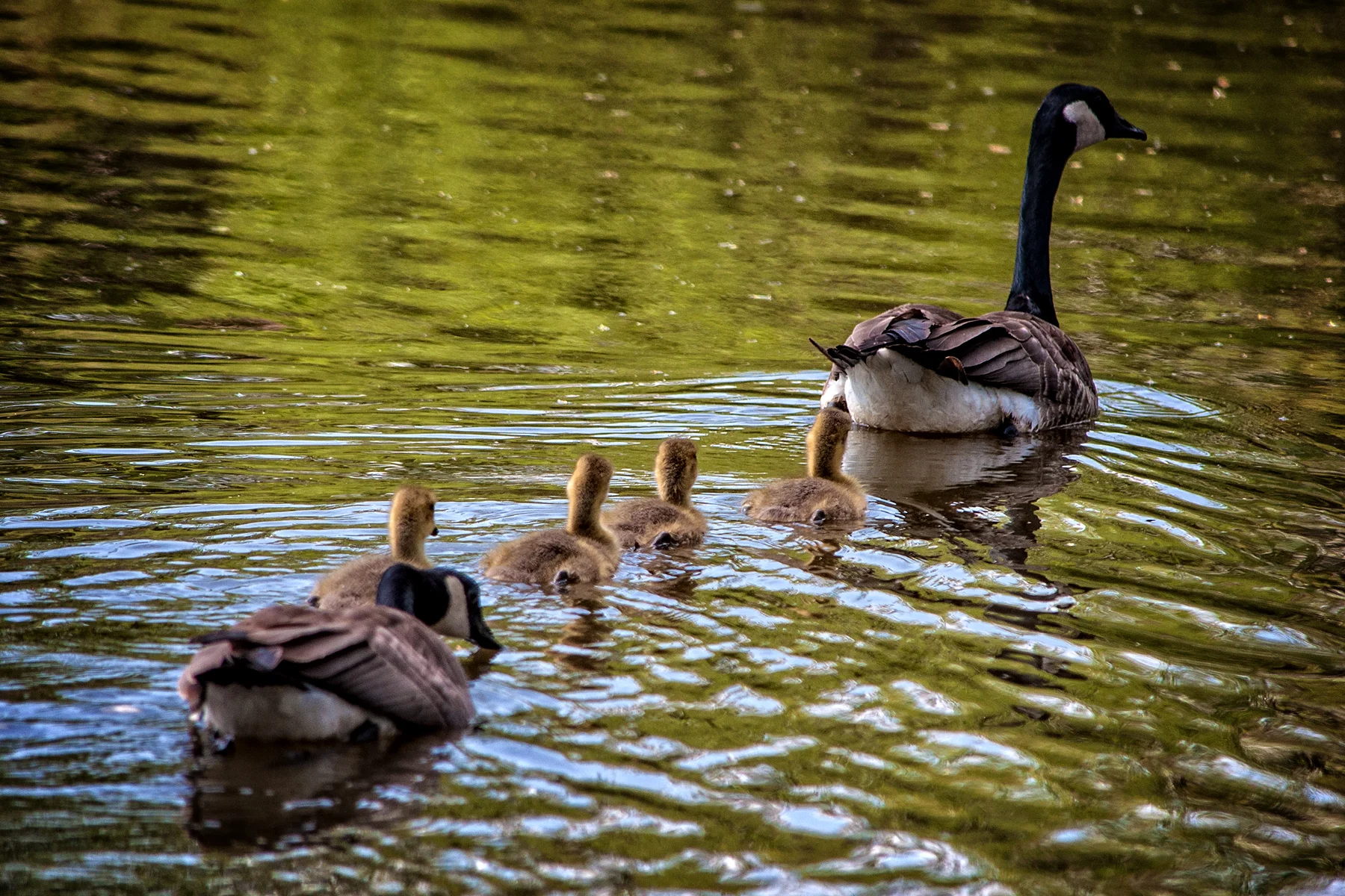 _DSC1815 Canada Goose Family.jpg