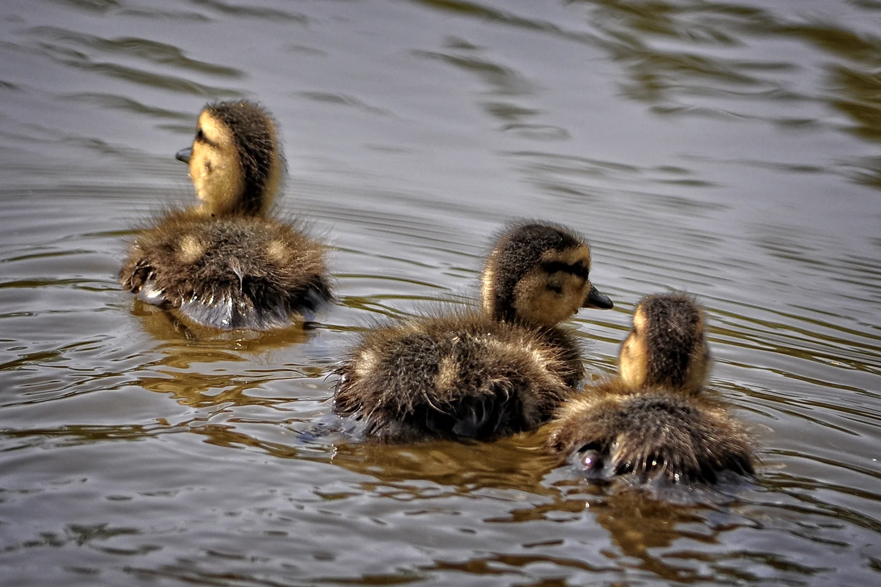 _DSC1835 Baby Ducklings out for a swim.jpg