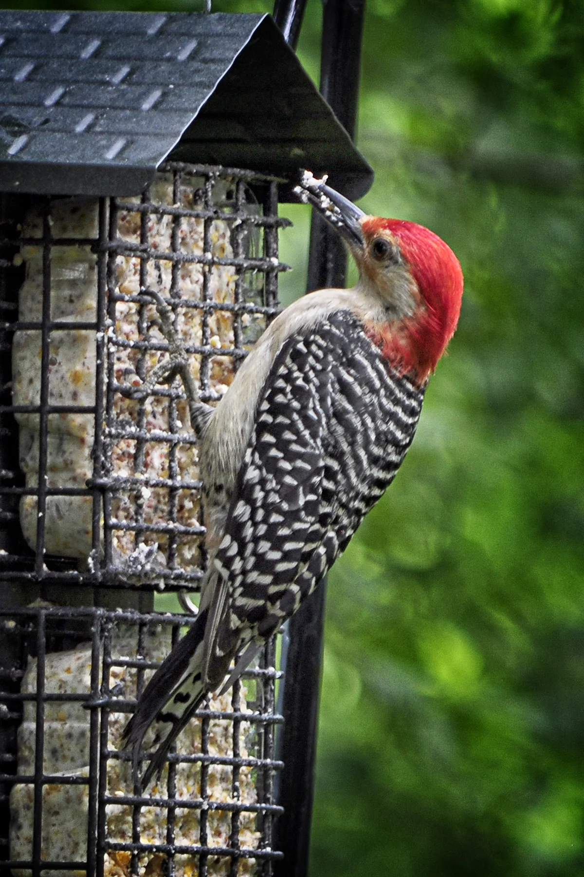_DSC2281 Red Bellied Woodpecker.jpg
