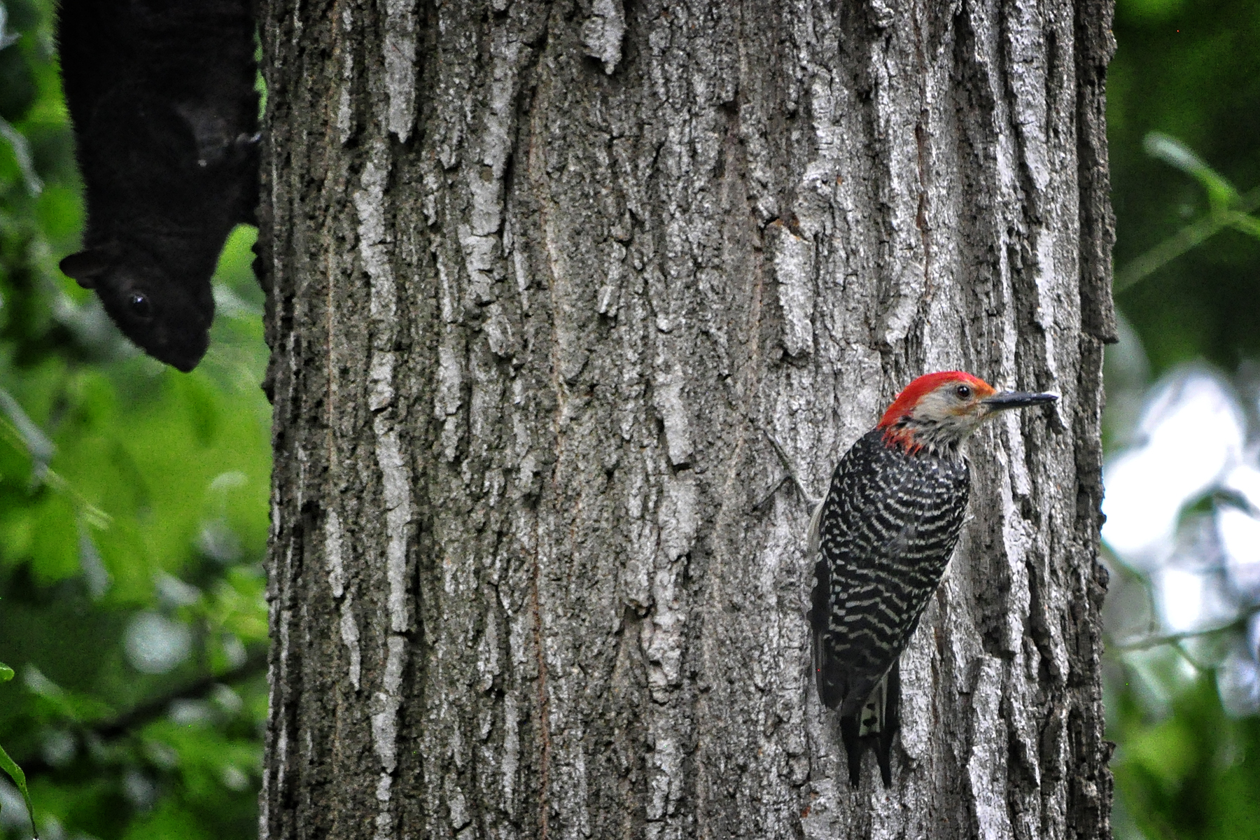 _DSC0213 Red Bellied Woodpecker with squirrel.jpg