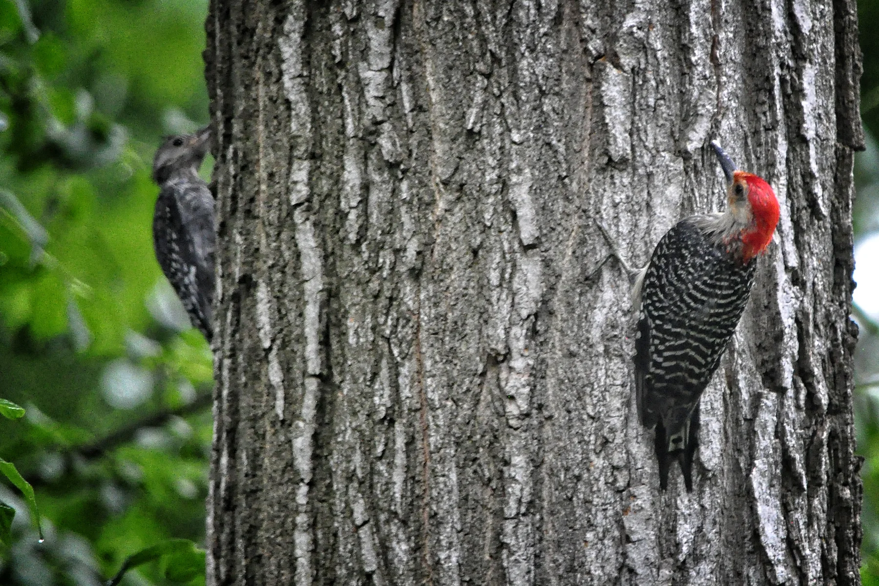 _DSC0216 Red Bellied with juvenile.jpg