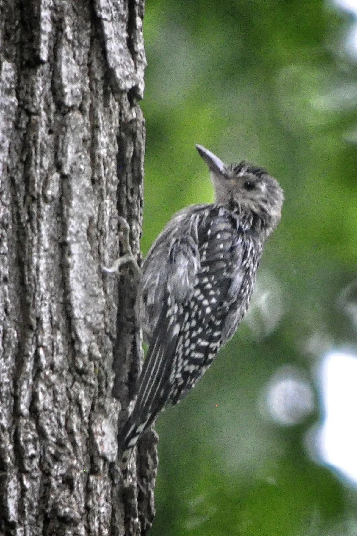 _DSC0227 Red Bellied Woopecker Juvenile portrait.jpg