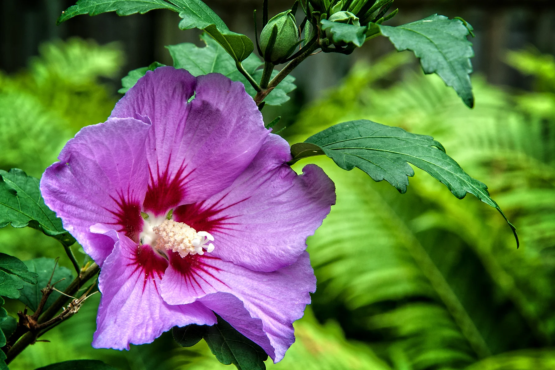 _DSC0871 Rose of Sharon.jpg
