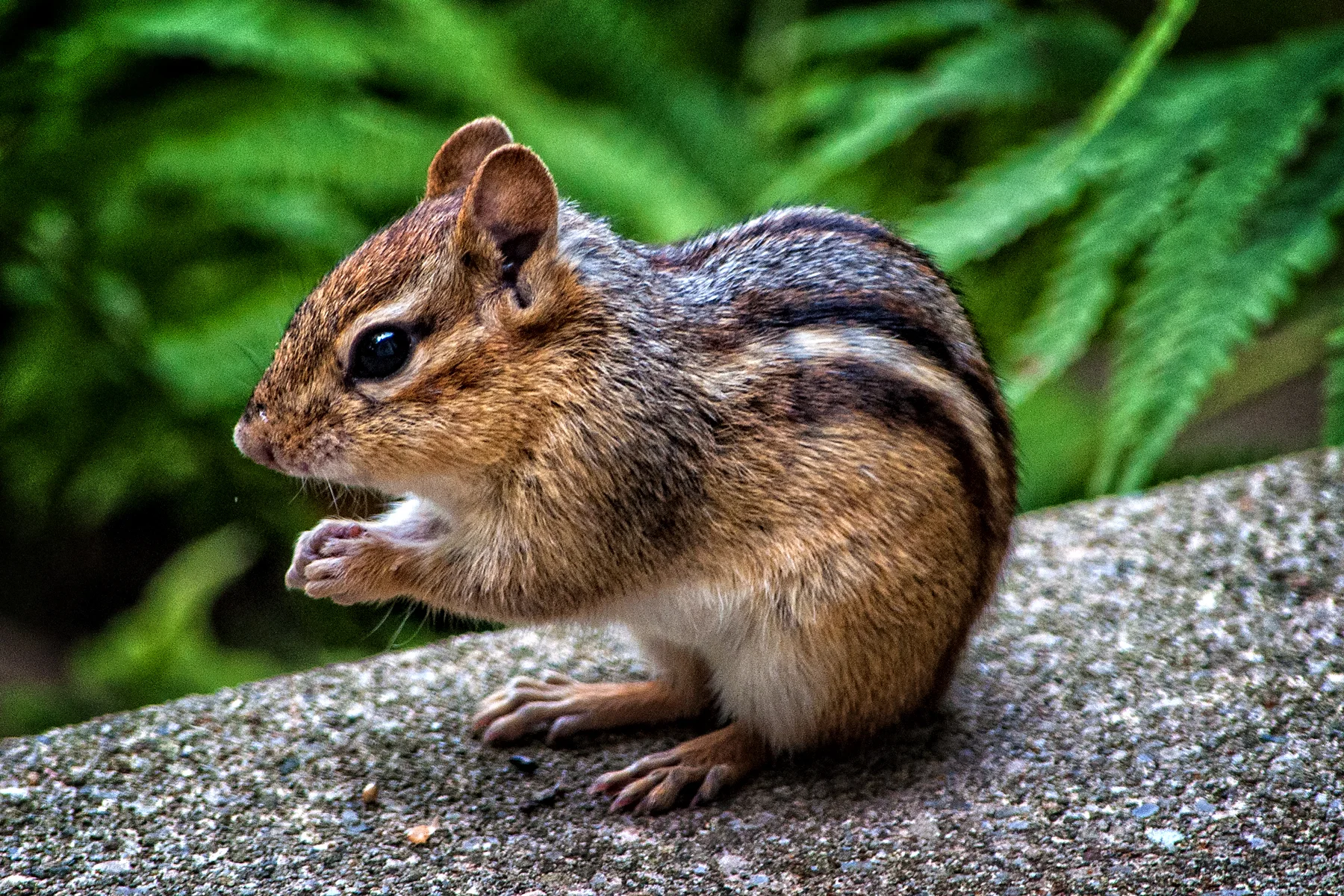 _DSC0880 Woodland Friend.jpg