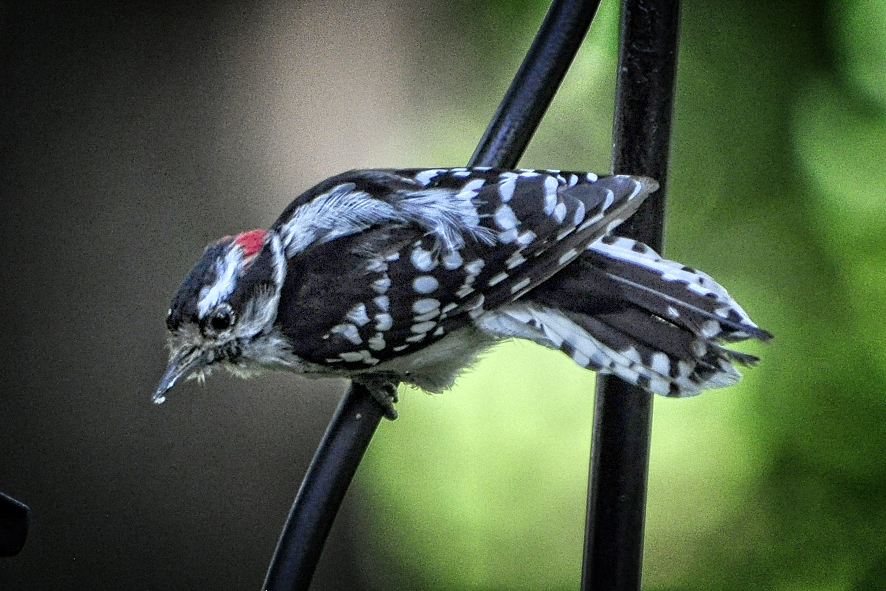 _DSC1042 Downey 2.jpg