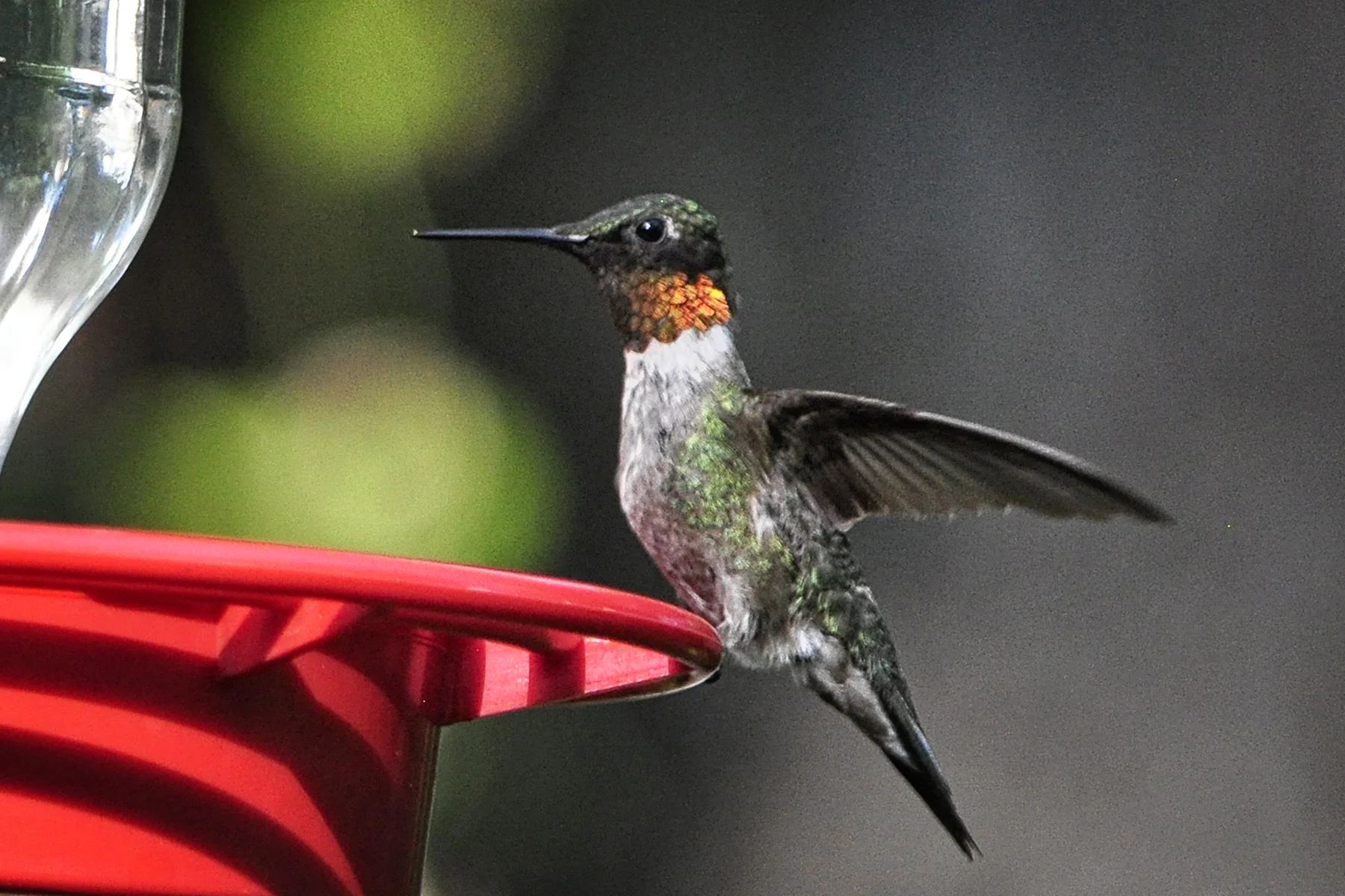 Ruby Throated Humming Bird