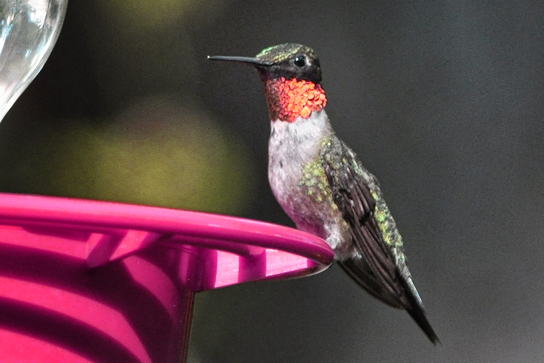 Ruby Throated Humming Bird on Feeder
