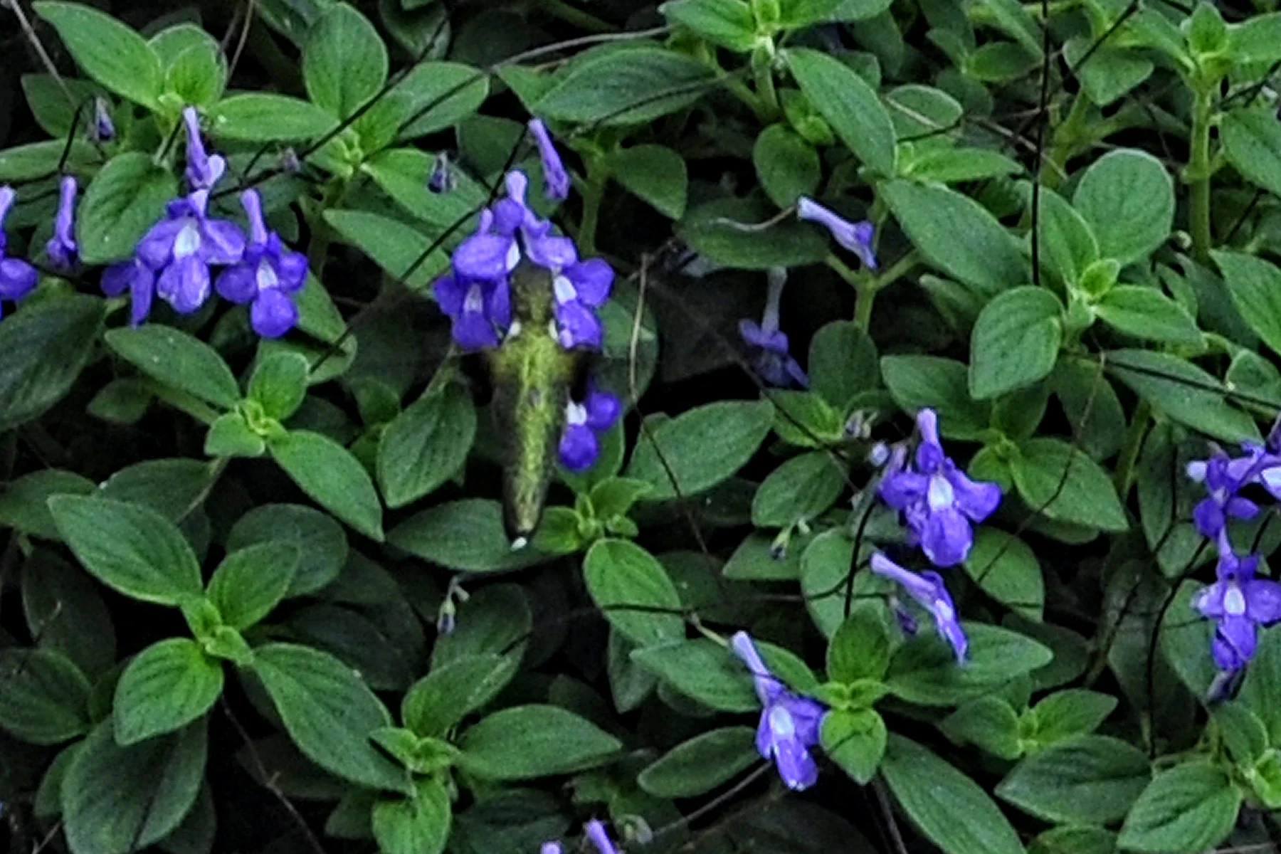 _DSC1107 Humming Bird.jpg