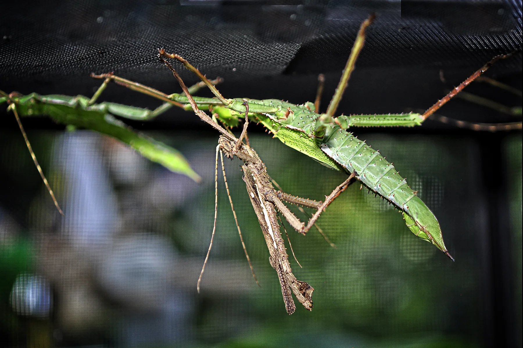Heteropteryx dilatata   Malaysian Jungle Nymph