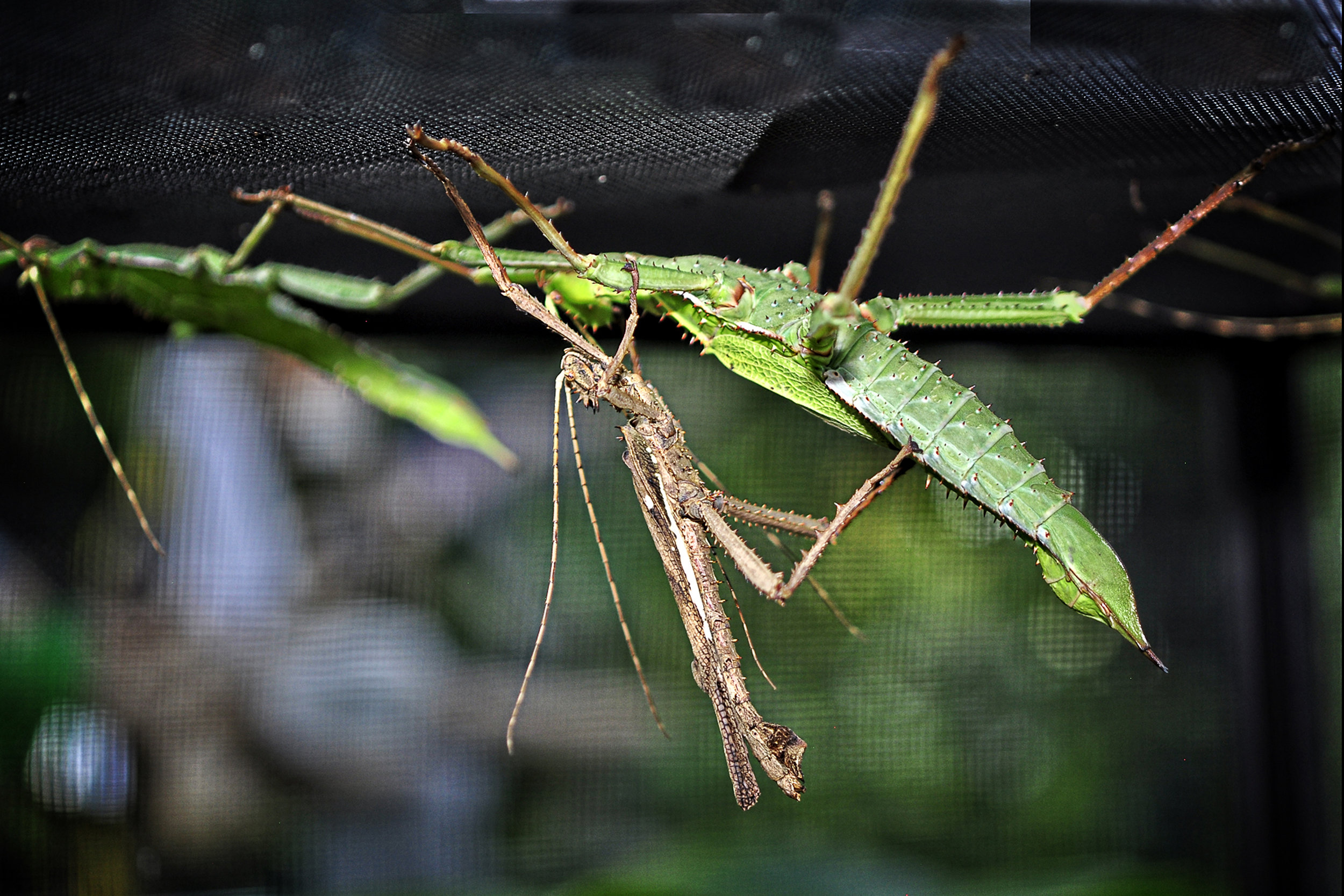 _DSC1798 Malaysian Jungle Nymph  Heteropteryx dilatata.jpg