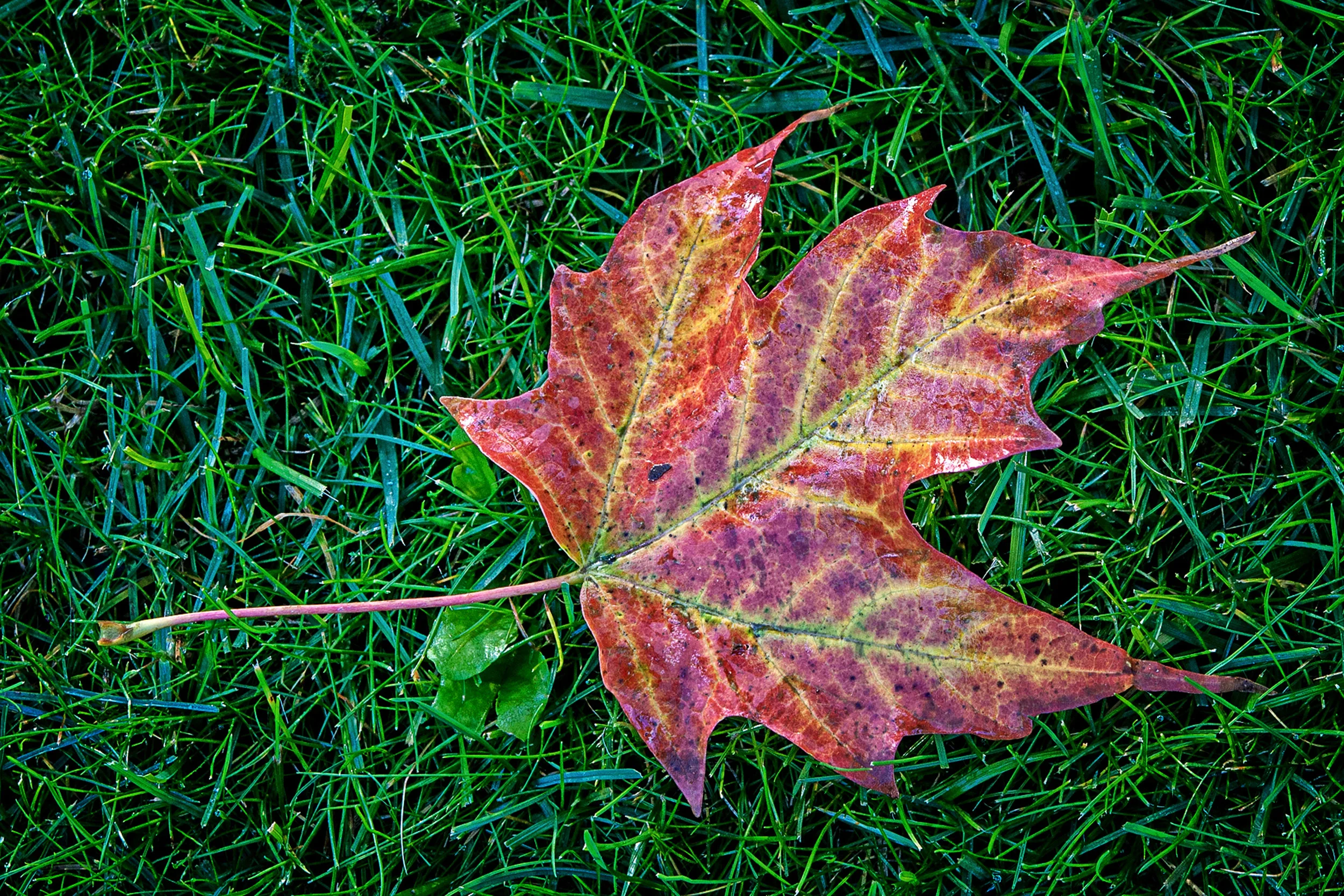 _DSC1827 Maple Leaf 3.jpg