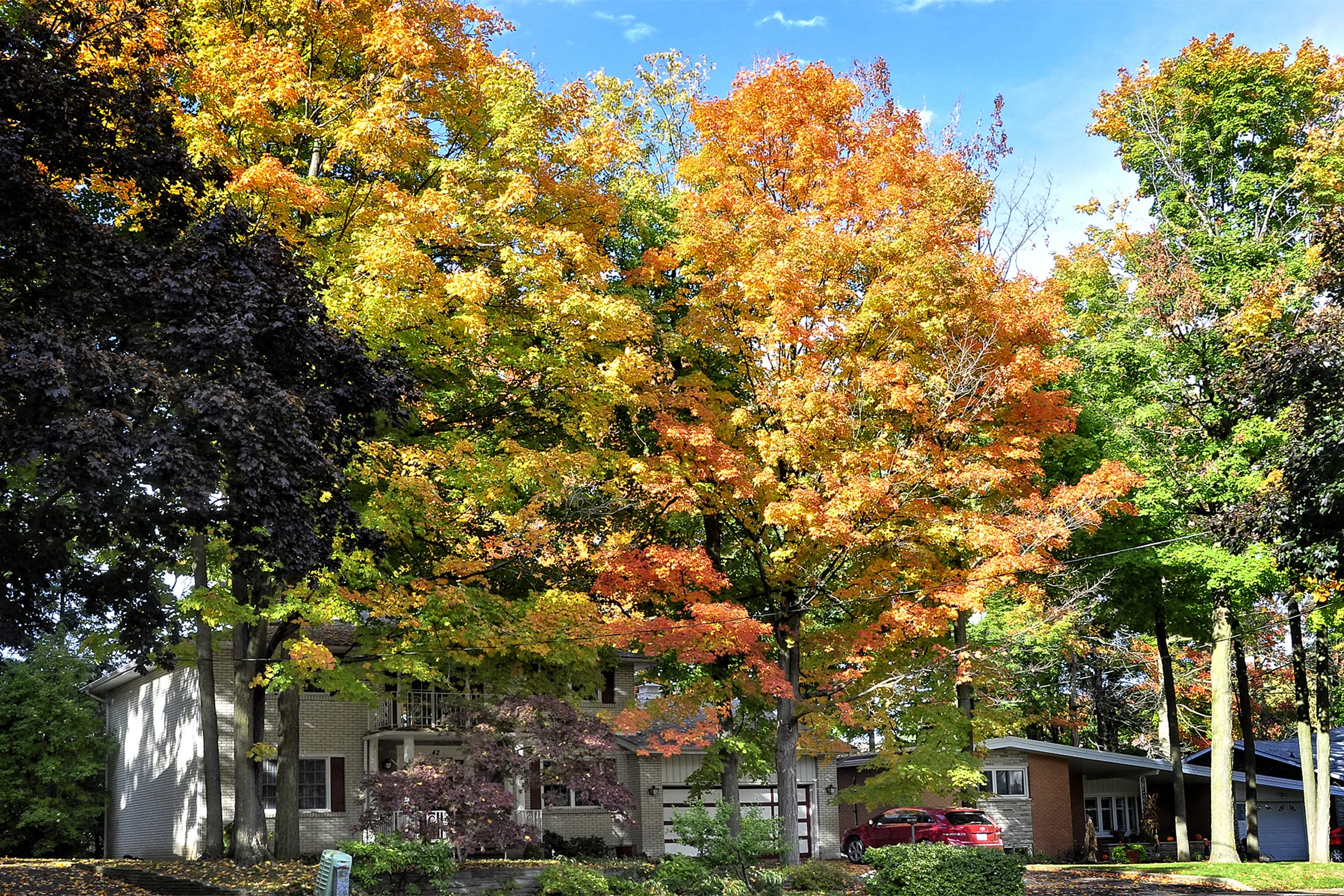 Glenwood Drive Kitchener Fall Leaves