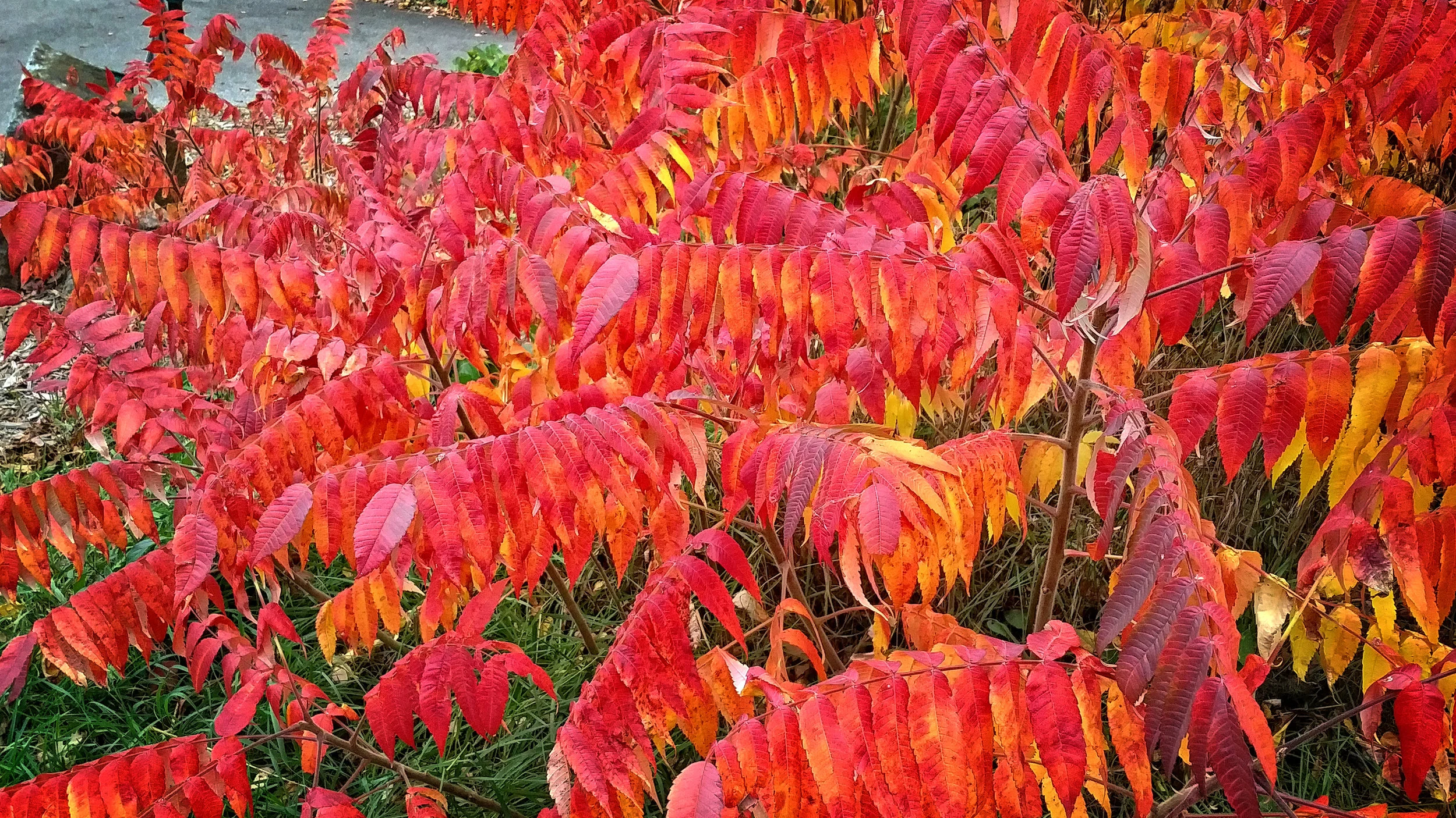 Firebush at Savanagh Golf Course