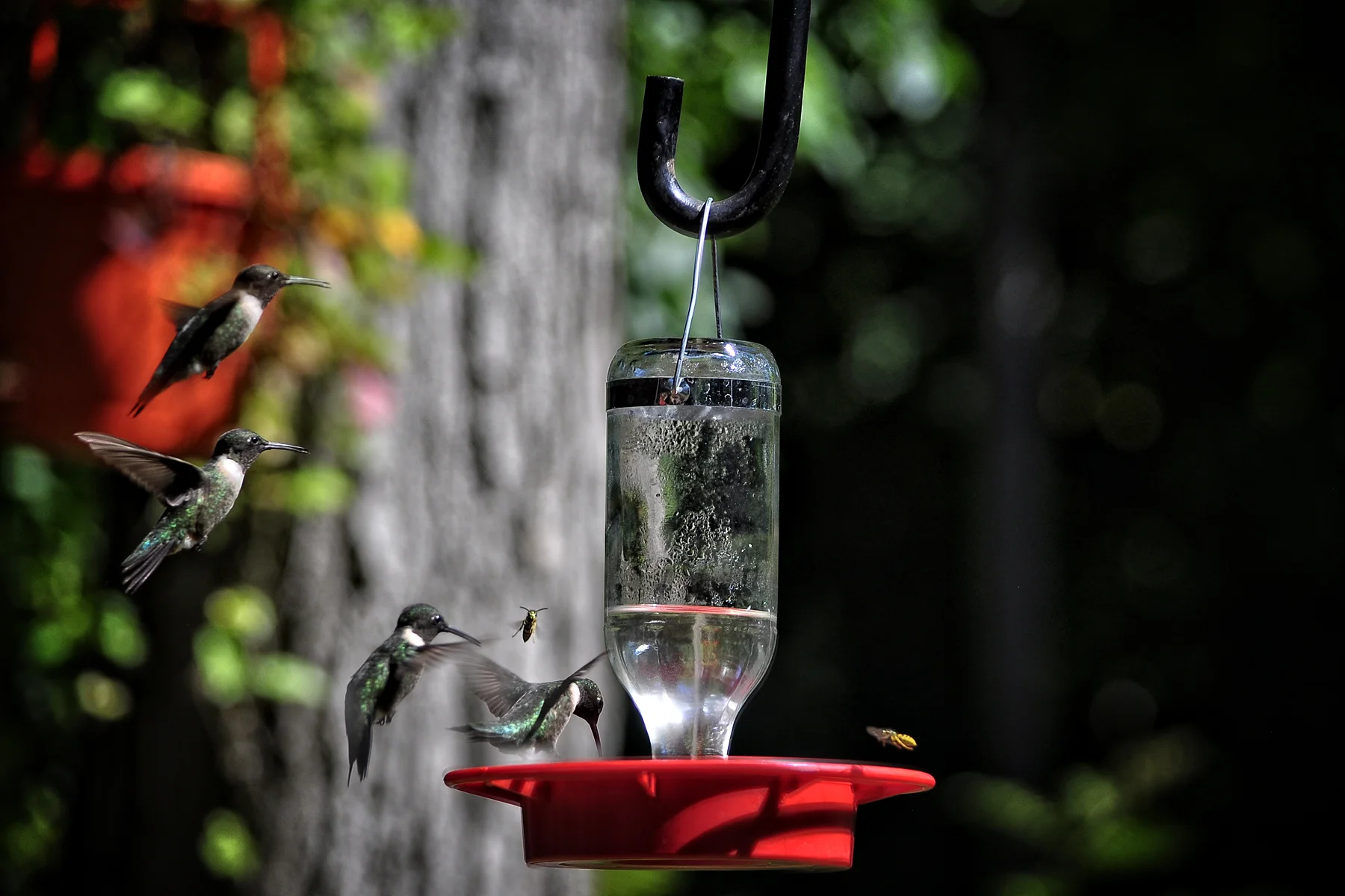 _DSC1256 layer masked hummer.jpg