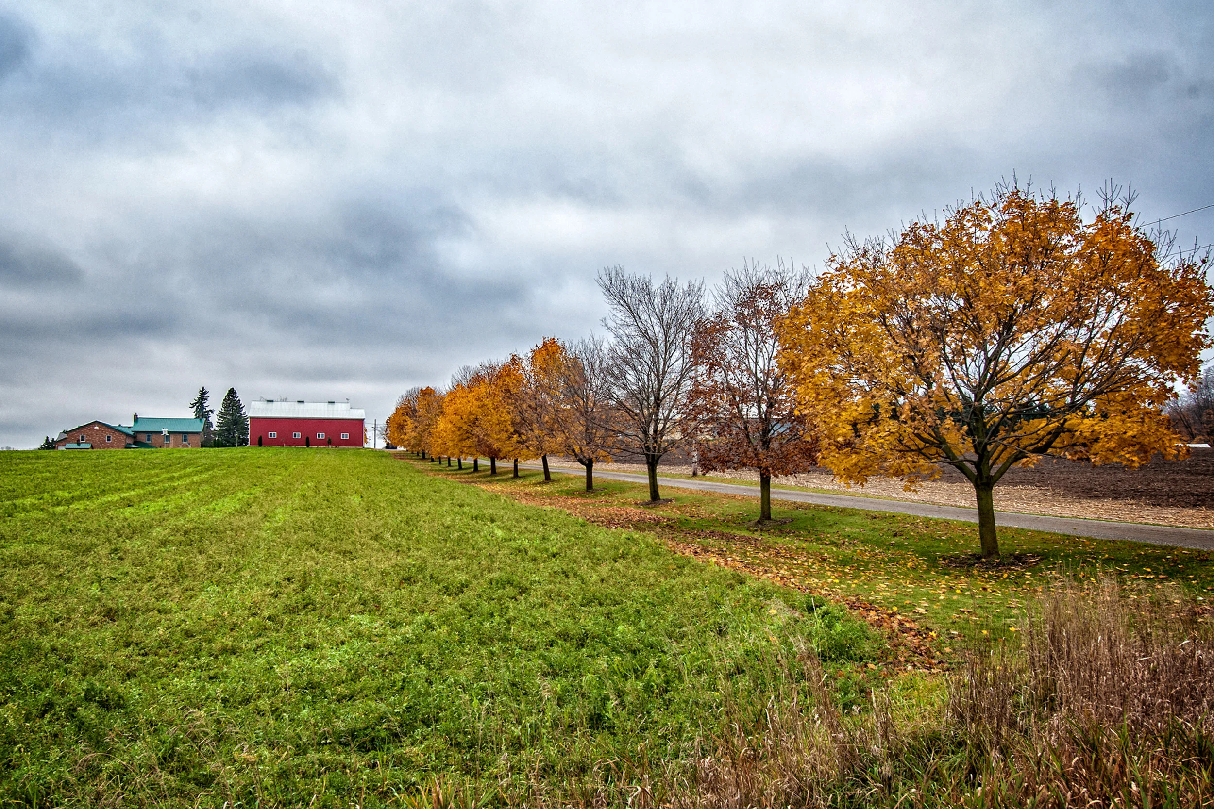 Mennonite Country Lane _DSC2581.JPG