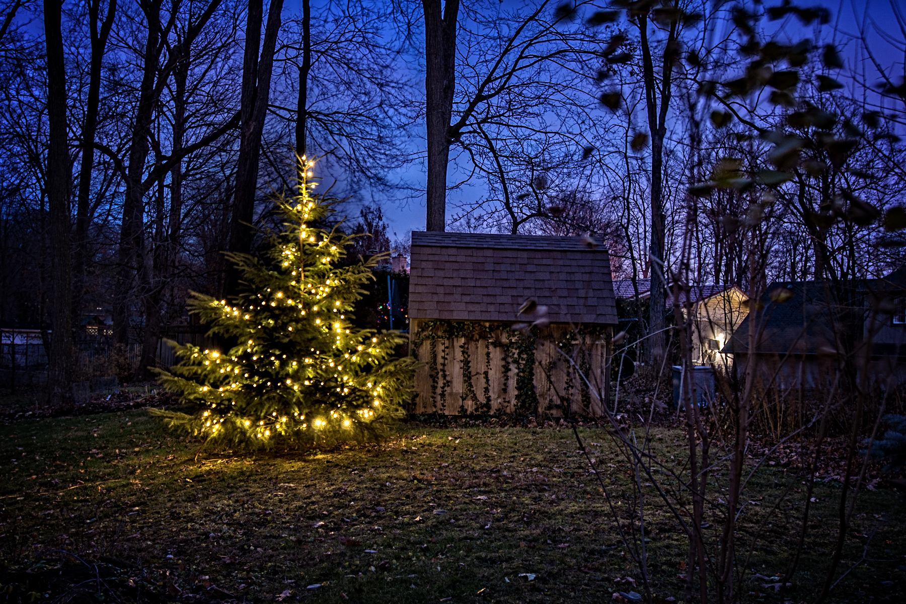 Xmas Tree Bob and Brenda.jpg
