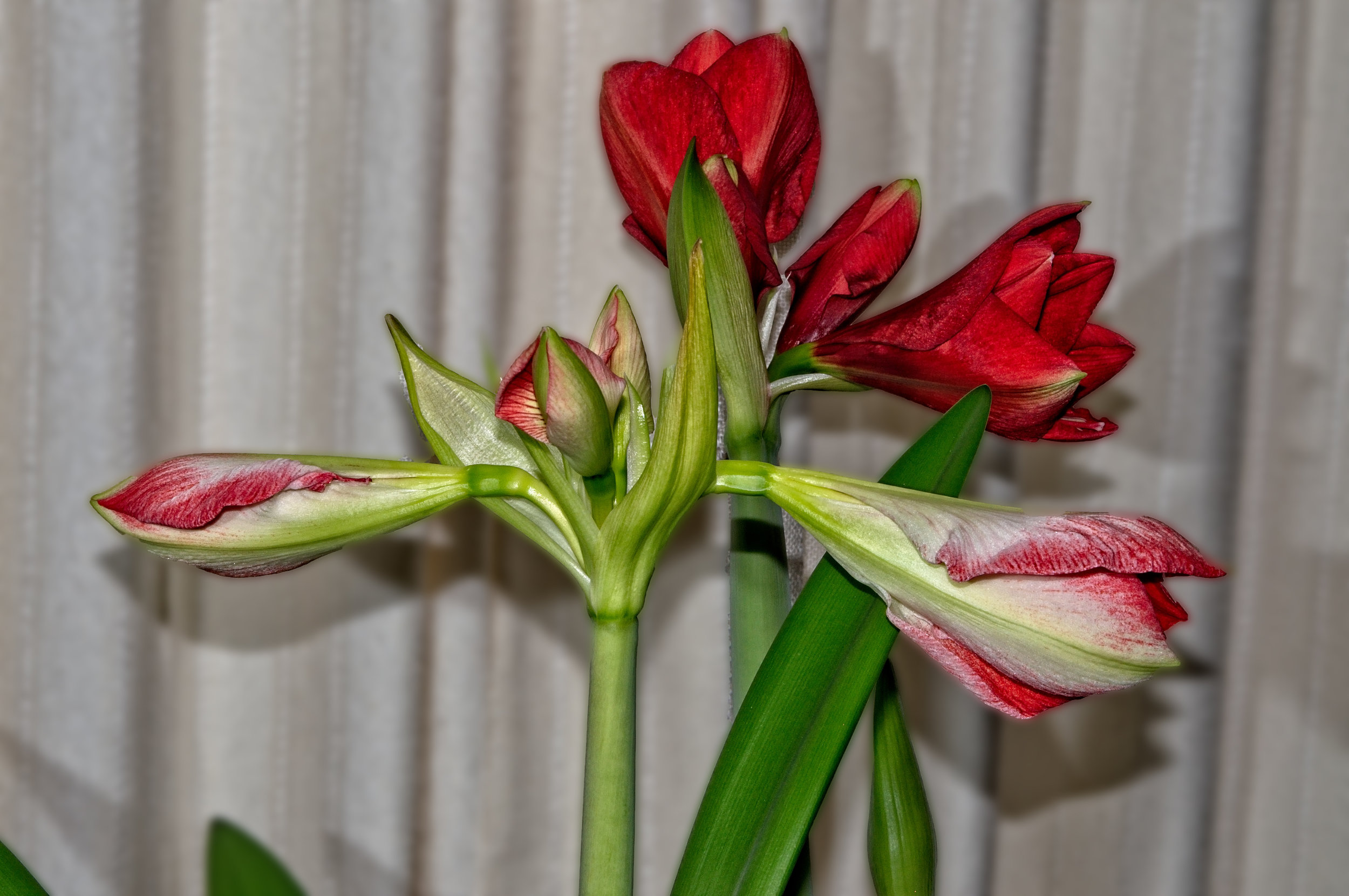 Amaryllis Day 6.jpg