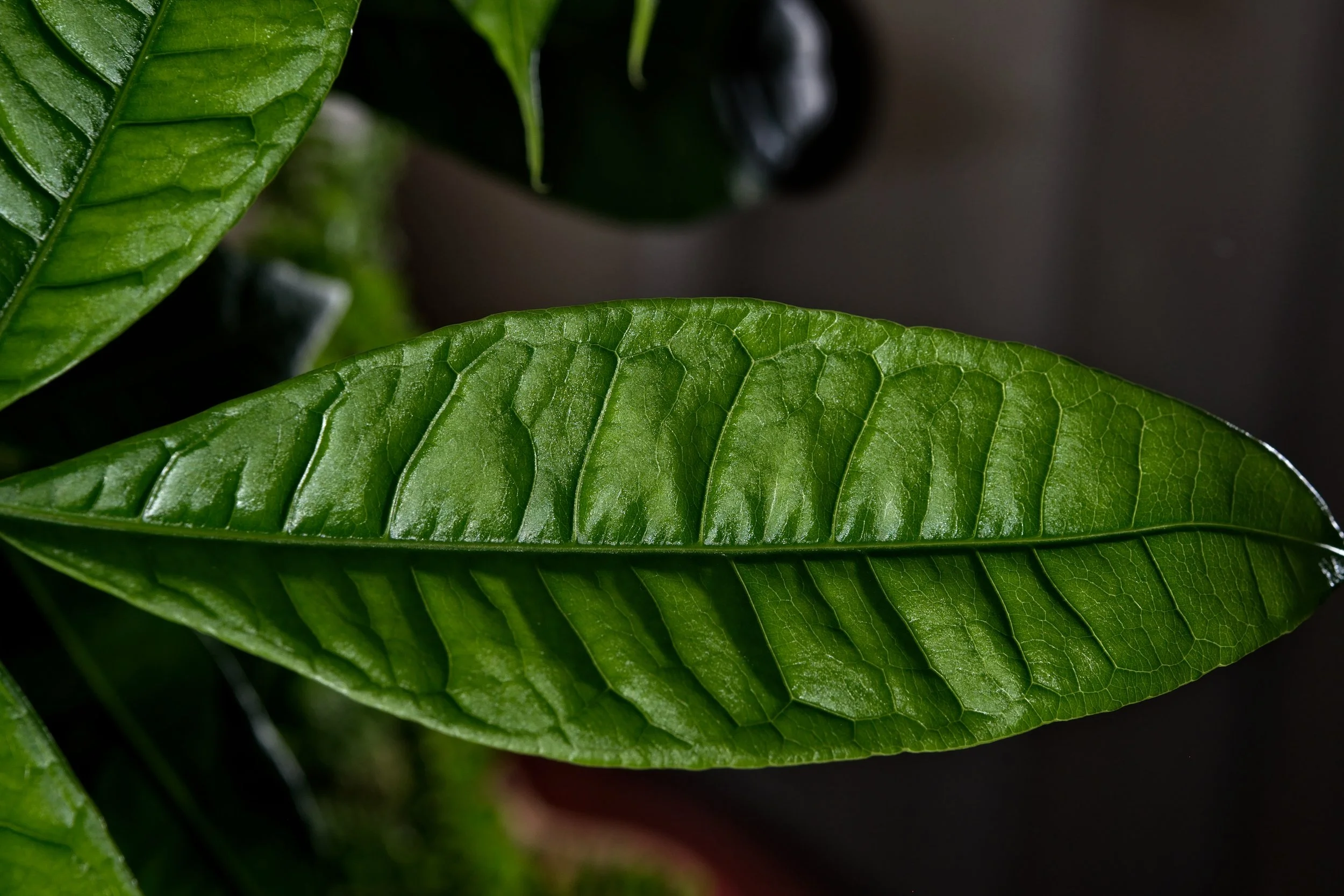 Money Tree Leaf  detail_DSC3360 copy.jpg