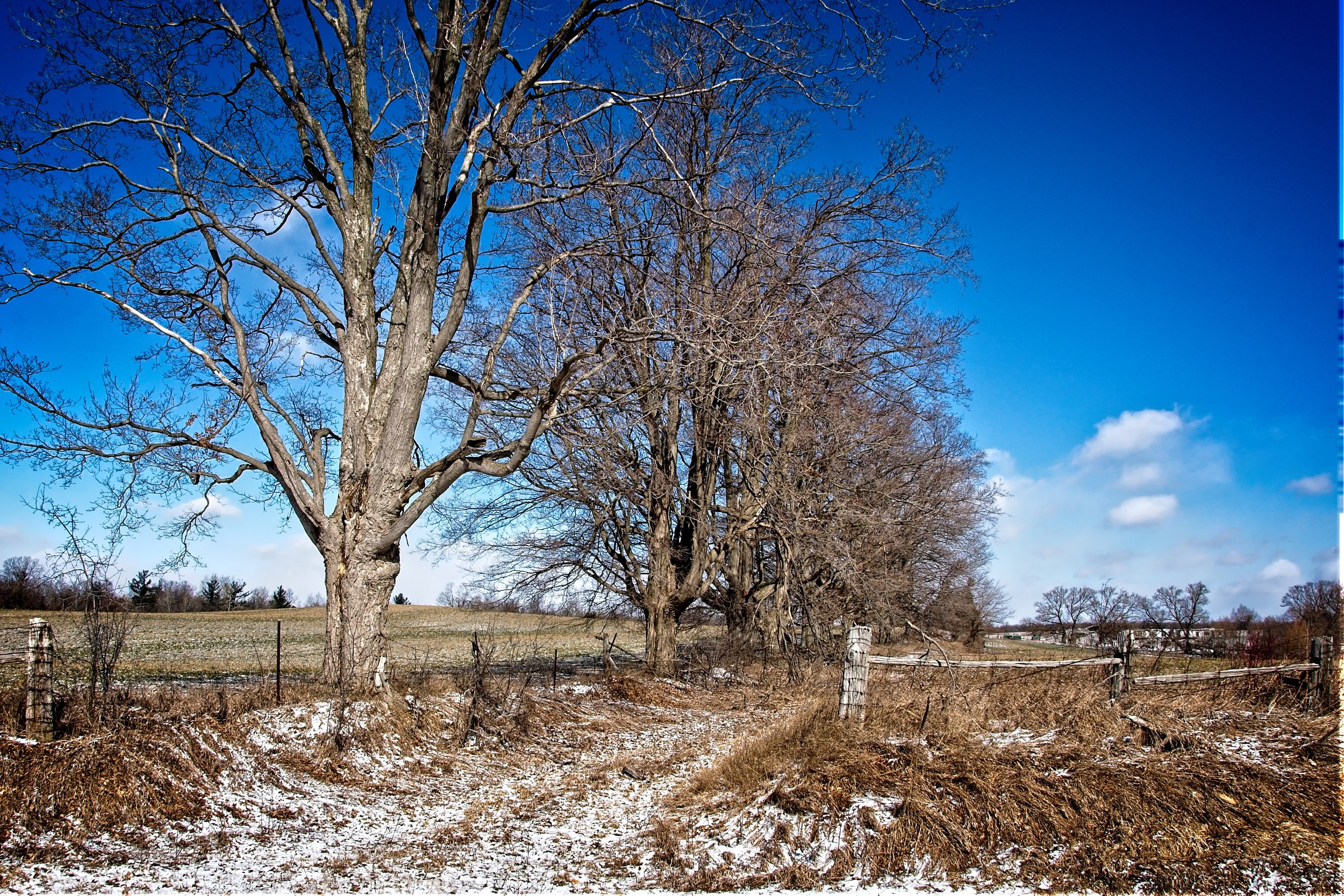 Kossuth Road _DSC3331 copy.jpg