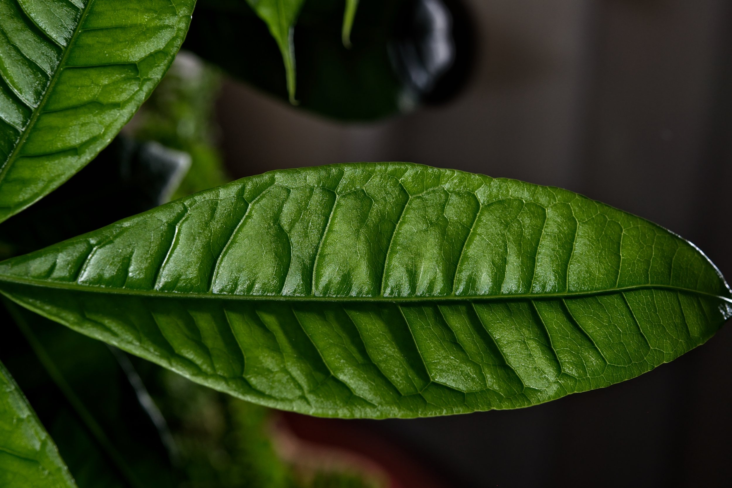 Money Tree Leaf  detail_DSC3360 copy.jpg