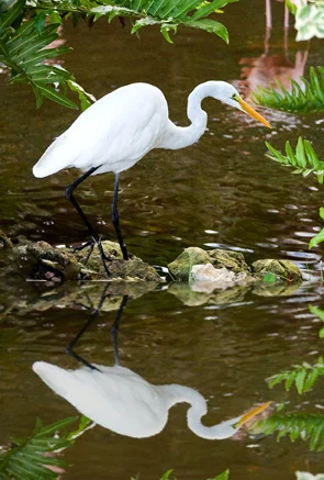 Punta Cana Egret Relections.jpg