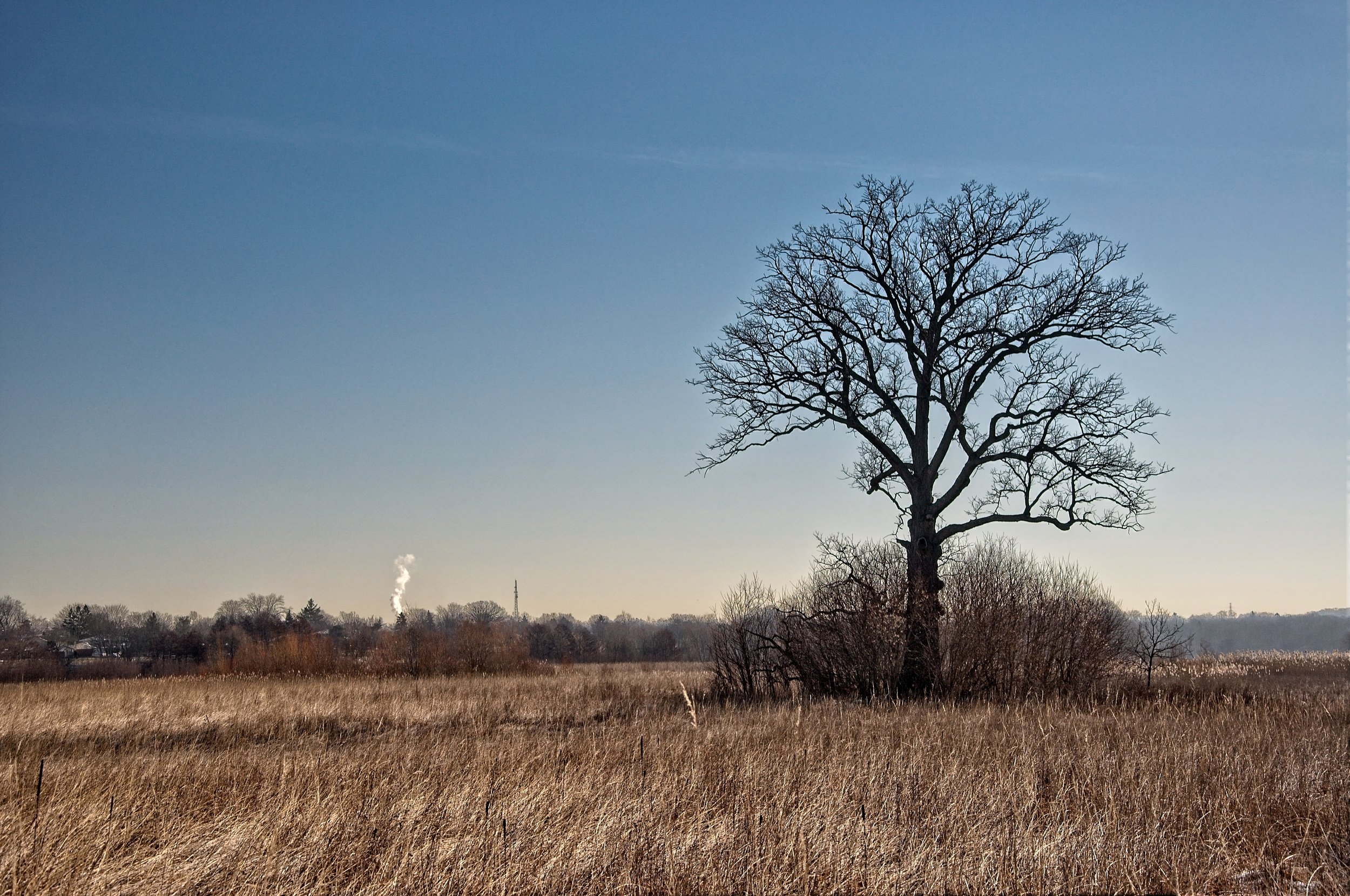 Lone Mapel Mar 17  2017_DSC3441 copy.jpg