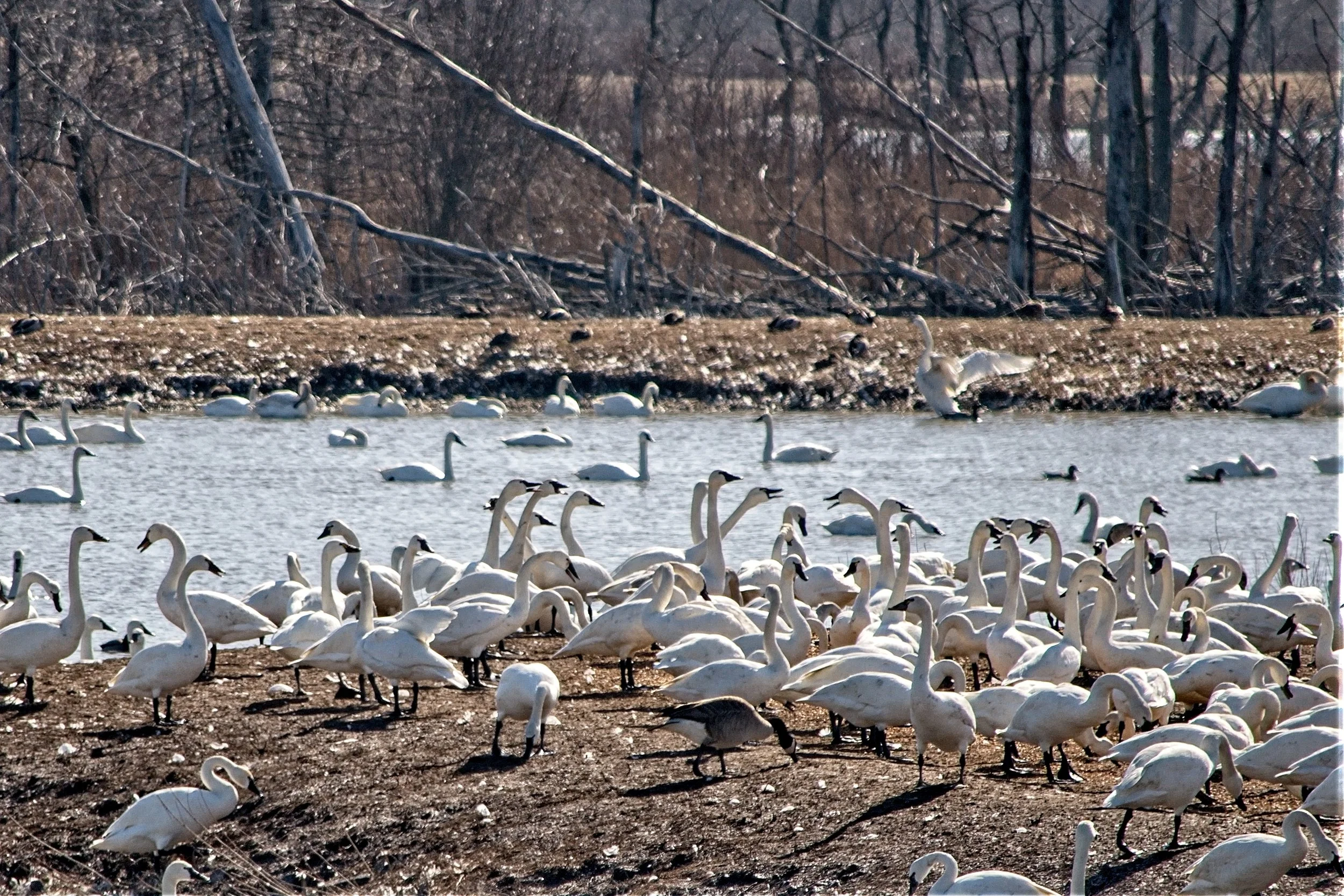 Tundra Swans 1 Mar 21  2017_DSC3484 copy.jpg