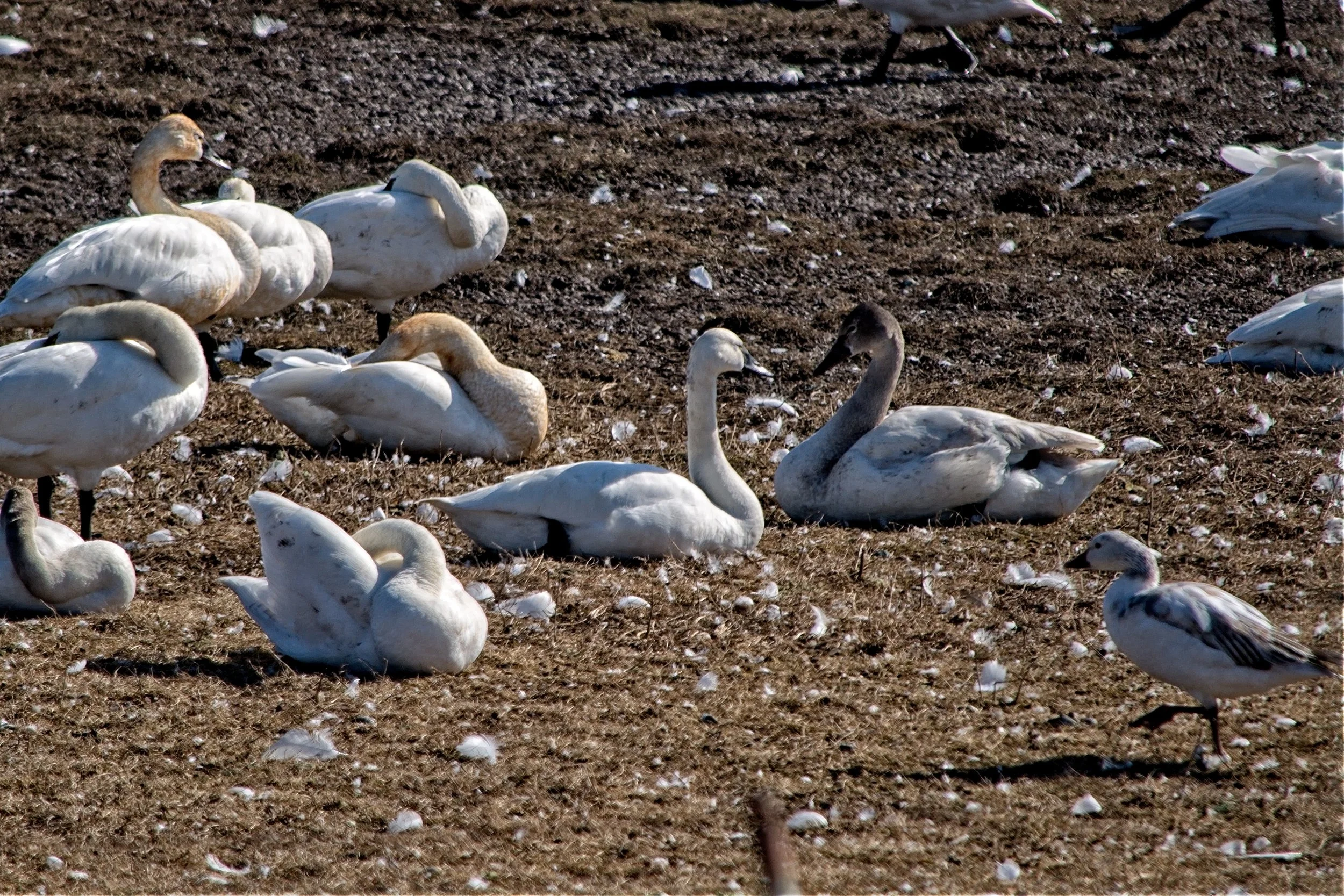 Tundra Trumpeter and gooe Mar 21  2017_DSC3491 copy.jpg