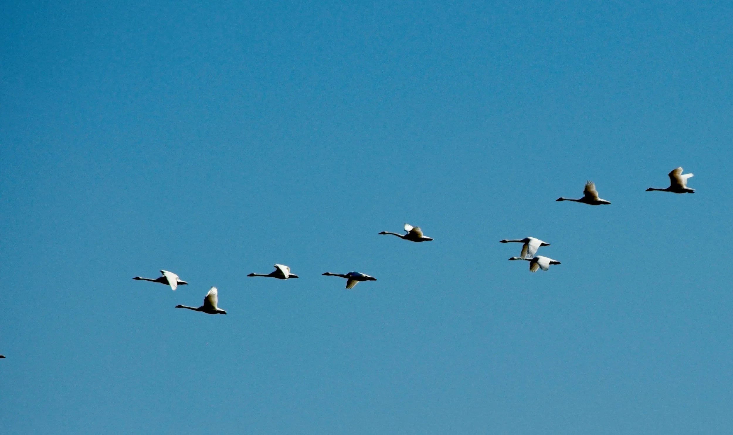 Tundra Swans 2 Mar 21  2017_DSC3477 copy.jpg